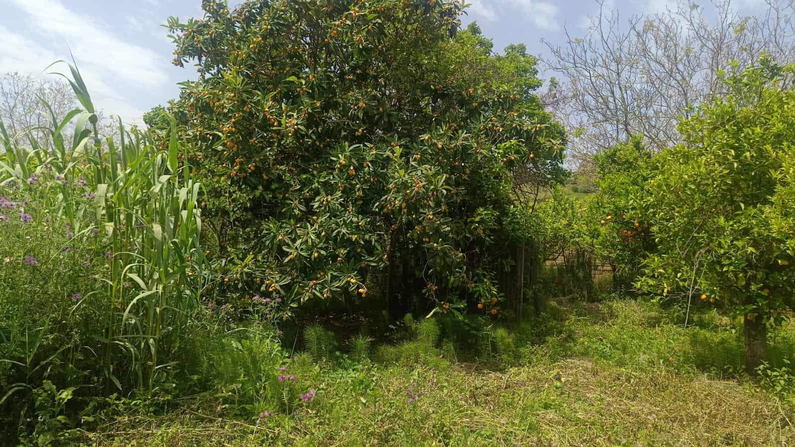 Mela in un giardino con alberi di agrumi e vegetazione verdeggiante, ambiente naturale e tranquillo, ideale per relax e coltivazioni biologiche. Image di un frutteto con alberi di limoni e piante selvatiche.