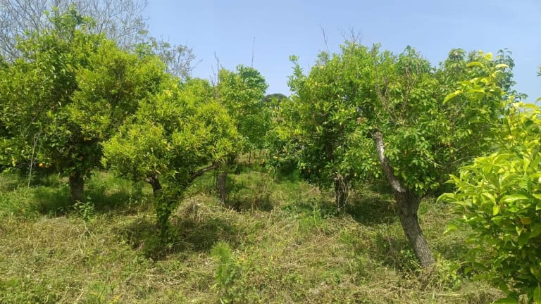 Terreno agricolo in vendita in C.da Pantano a Pace del Mela, Me
