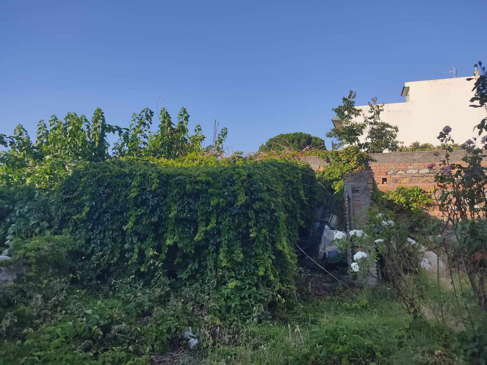 Immagine di un giardino selvaggio con vegetazione rigogliosa, piante e fiori bianchi, in un contesto di case residenziali, sotto un cielo azzurro chiaro, rappresentando uno spazio verde privato e naturale vicino alle abitazioni.