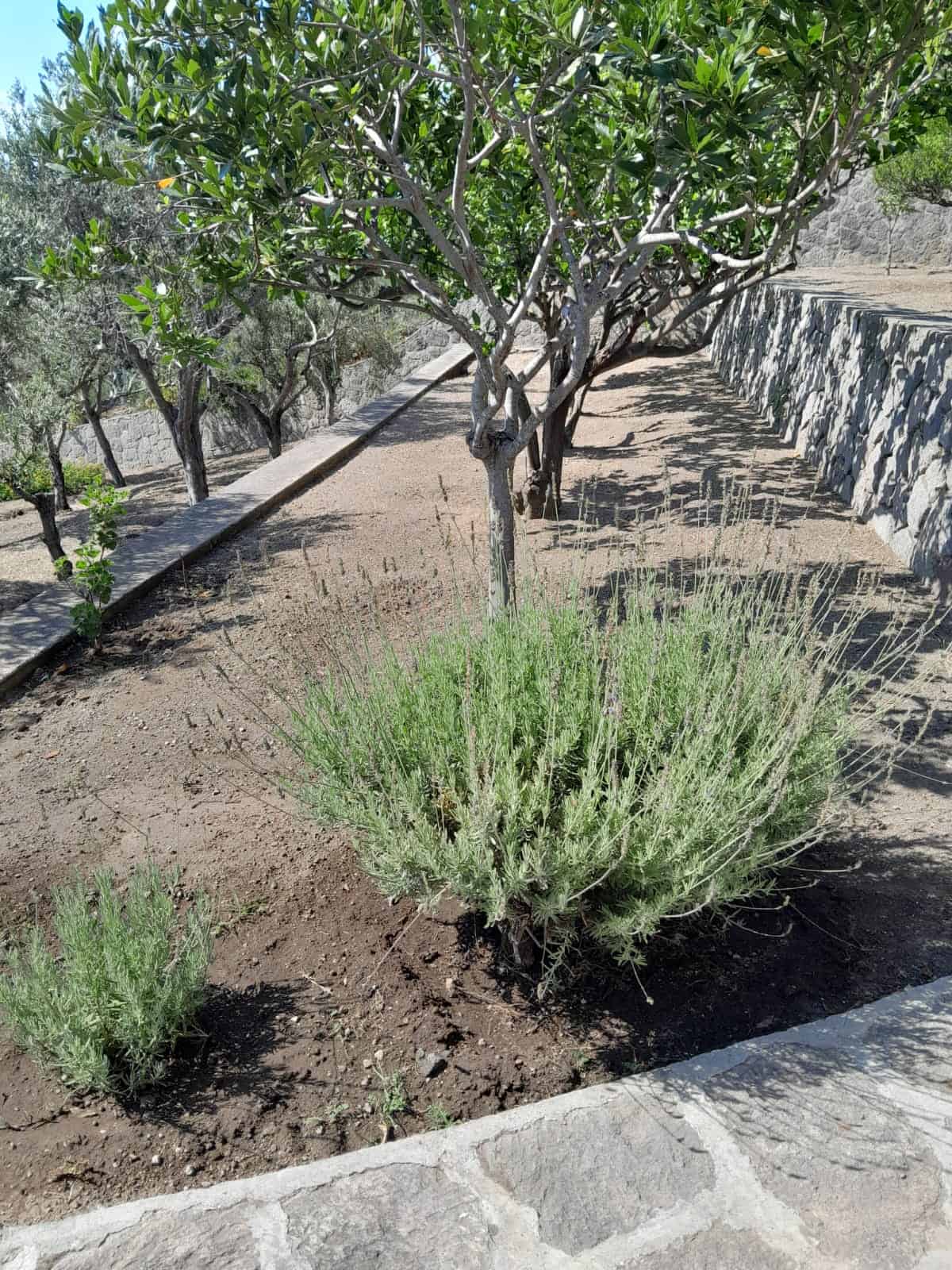 Albero e piante aromatiche in giardino, esempio di cura del verde e orti urbani per case NextCasa.