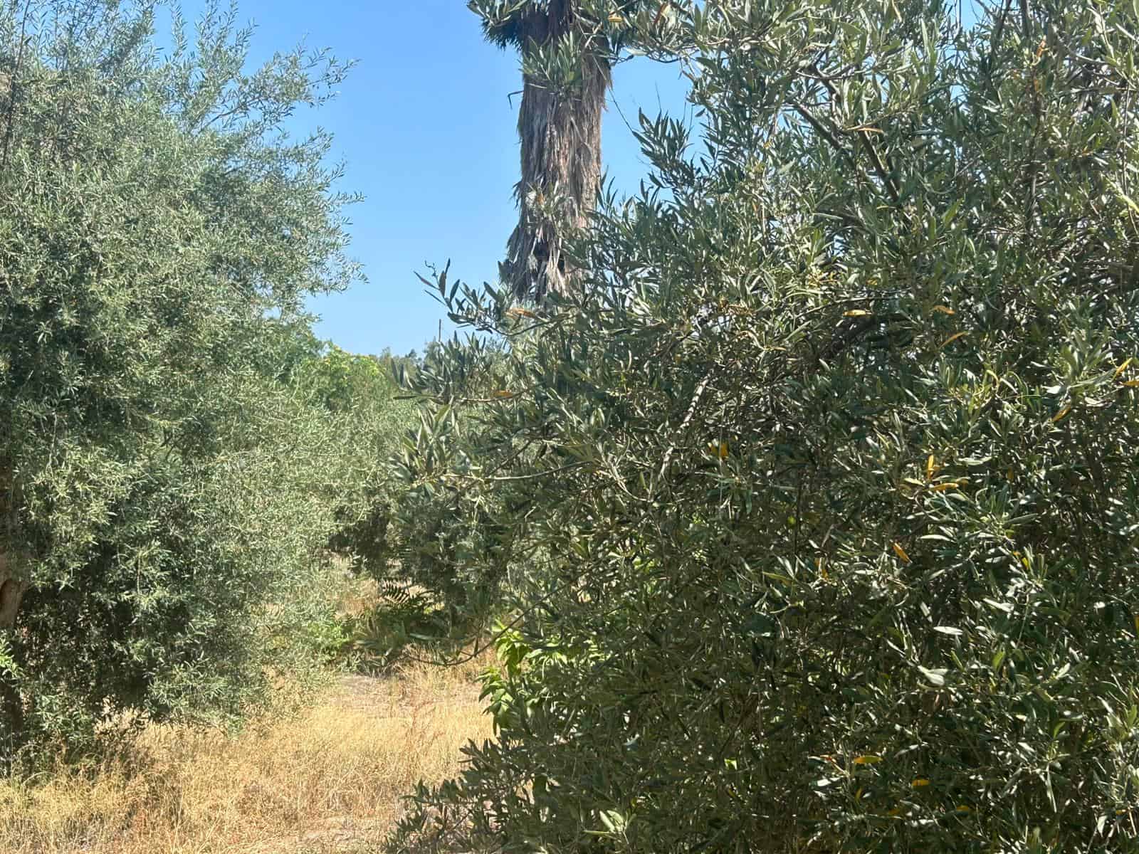 Campo di ulivi con alberi verdi, cielo azzurro e vegetazione mediterranea.