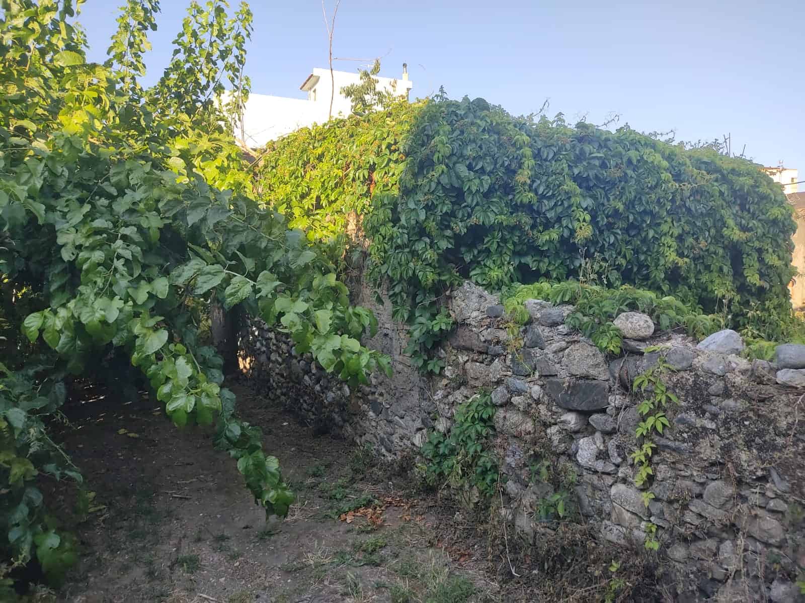Fondi rustici con muro in pietra e vegetazione rigogliosa, ideale per investimenti immobiliari o orti urbani a Napoli. | Garden rustic land with stone wall and lush greenery, perfect for real estate investment or urban gardens in Naples. | Terreno agricolo con muro in pietra e vegetazione verde, ottimo per orti urbani o investimento immobiliare a Napoli.