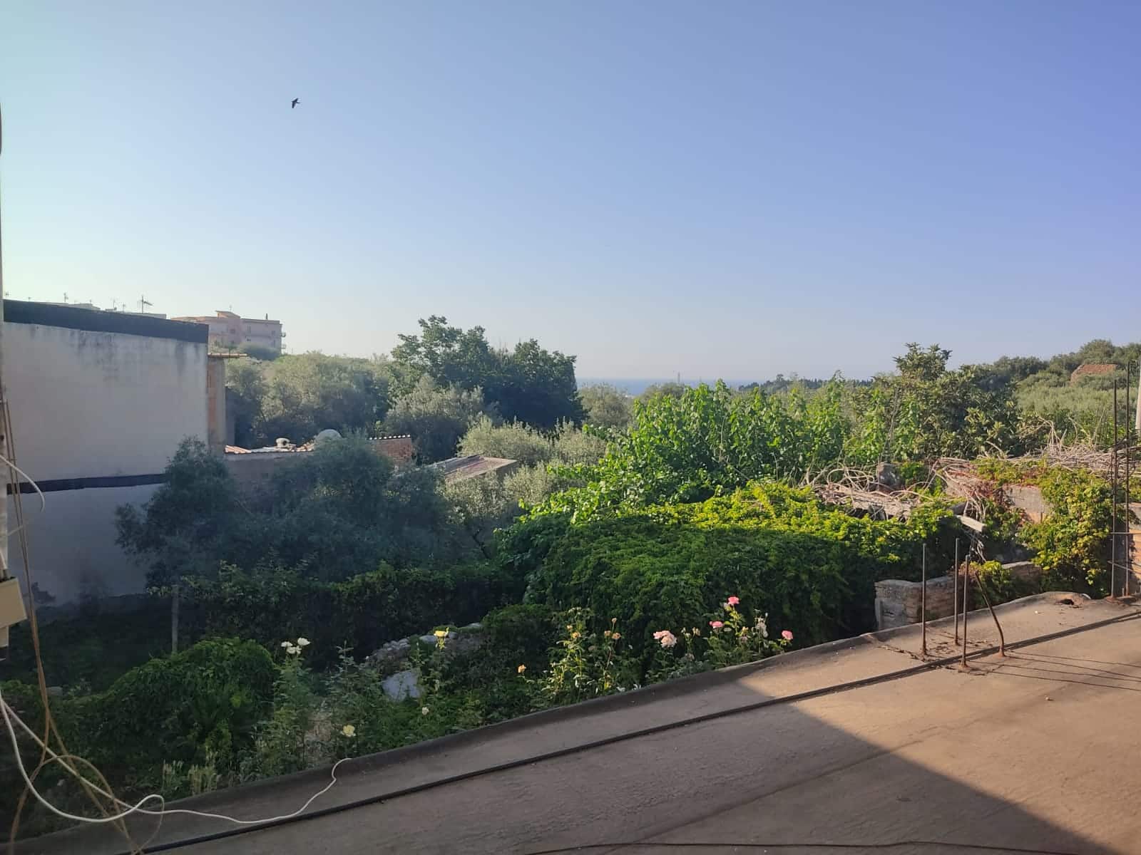 Un panorama verde e tranquillo visto da una finestra di casa, con alberi e vegetazione lussureggiante, cielo sereno e un uccello in volo, perfetto per immobili con vista naturale o proprietà in vendita in zona verde.