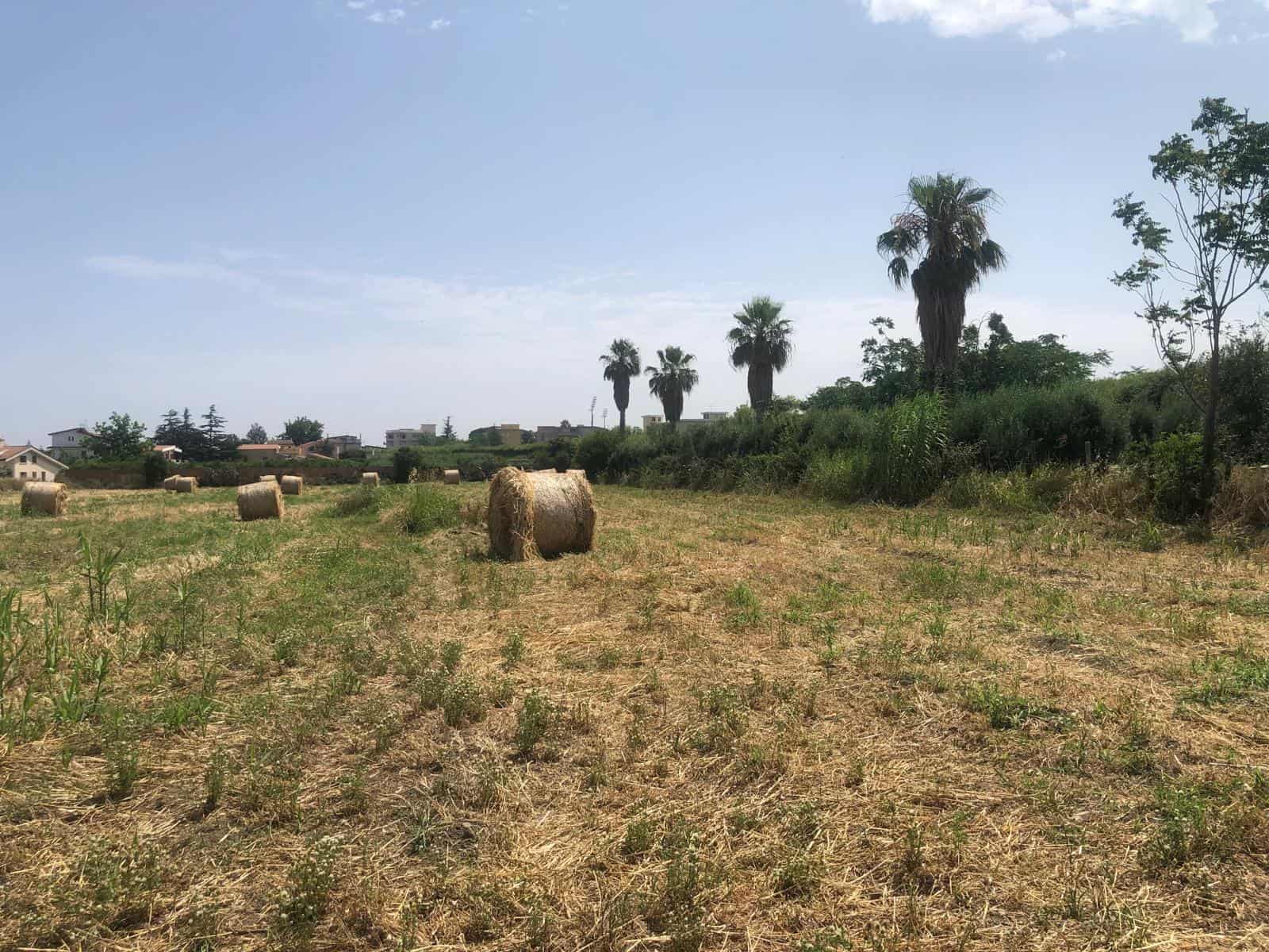 Prato agricolo con balle di fieno, palme e casette in lontananza, paesaggio rurale soleggiato e tranquillo, ideale per l'agricoltura, natura e relax.