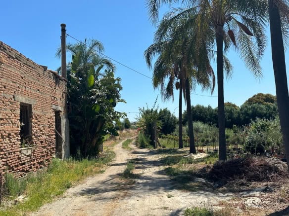 Vecchio case colonica su strada sterrata tra palme e vegetazione mediterranea, contesto rurale tranquillo e naturale.
