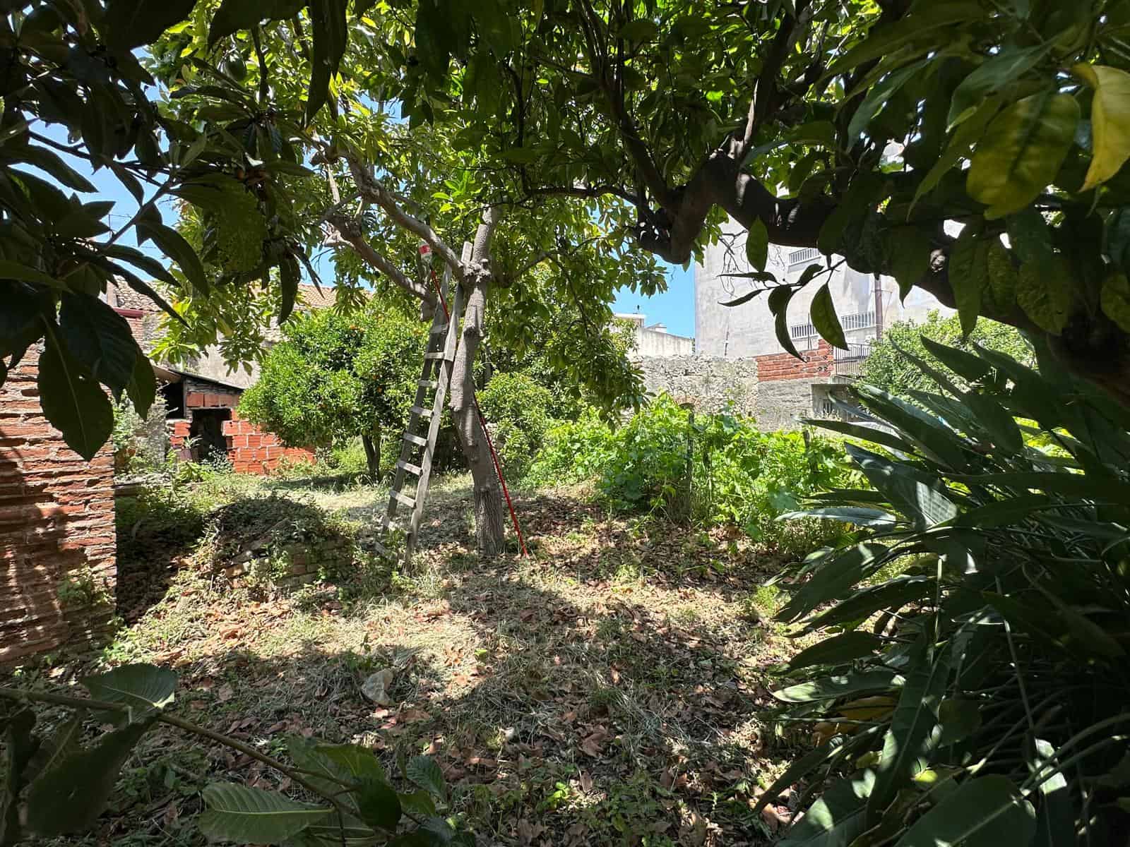L'immagine mostra un giardino privato con alberi da frutto, tra cui un albero con una scala appoggiata, circondato da vegetazione rigogliosa e muri in mattoni, in un contesto residenziale.