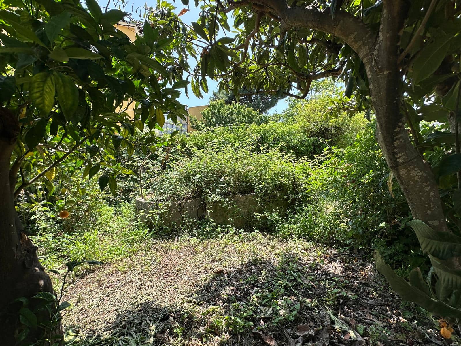 Giardino privato con alberi e vegetazione rigogliosa, perfetto per rilassarsi e godersi la natura. Ideale per progetti di ristrutturazione o per creare uno spazio outdoor accogliente.