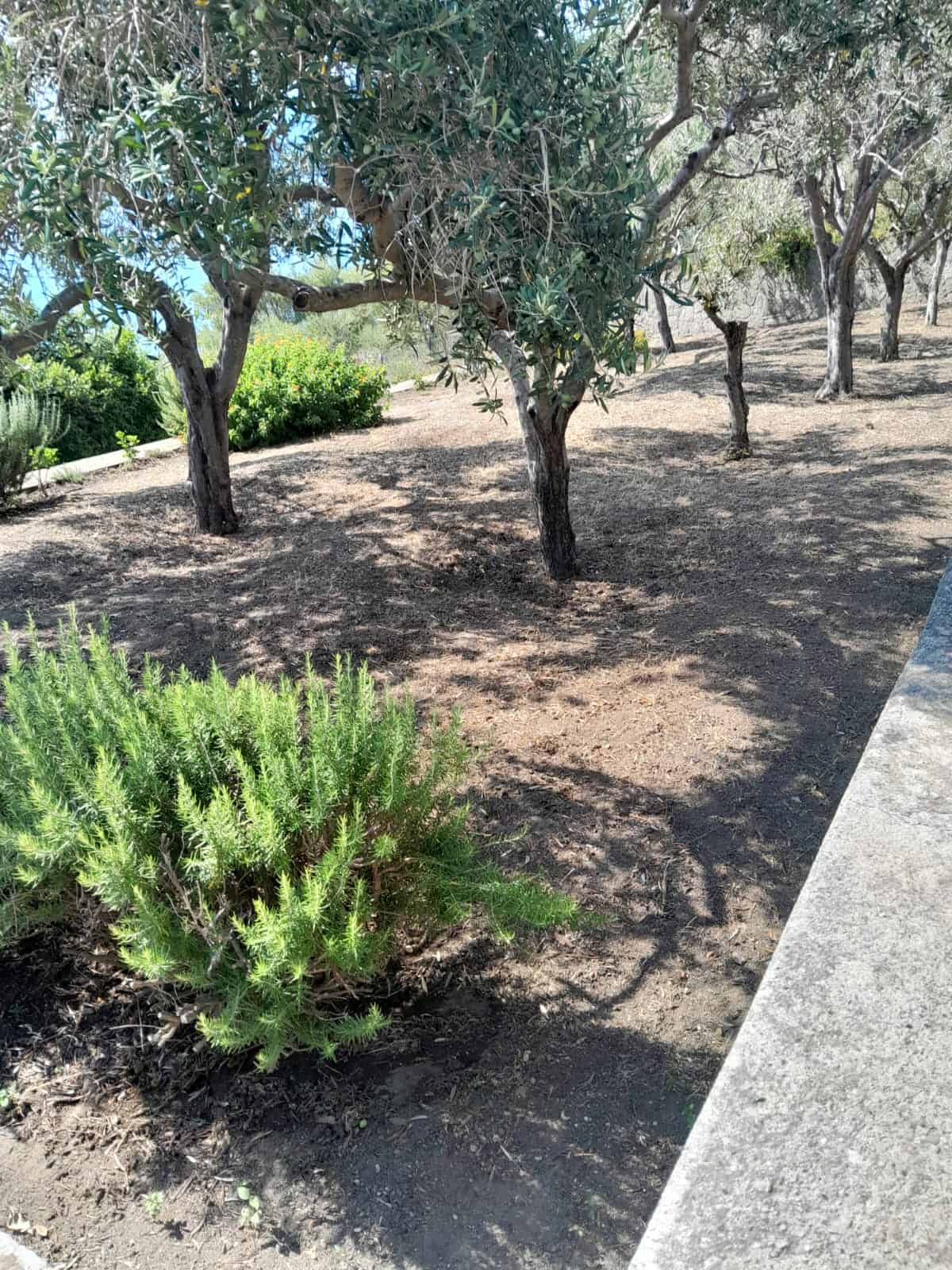 Albero di ulivo e cespuglio di piante mediterranee in giardino, paesaggio naturale con arbusti e terreno sabbioso, atmosfera di relax e natura nel contesto di una proprietà immobiliare NextCasa.