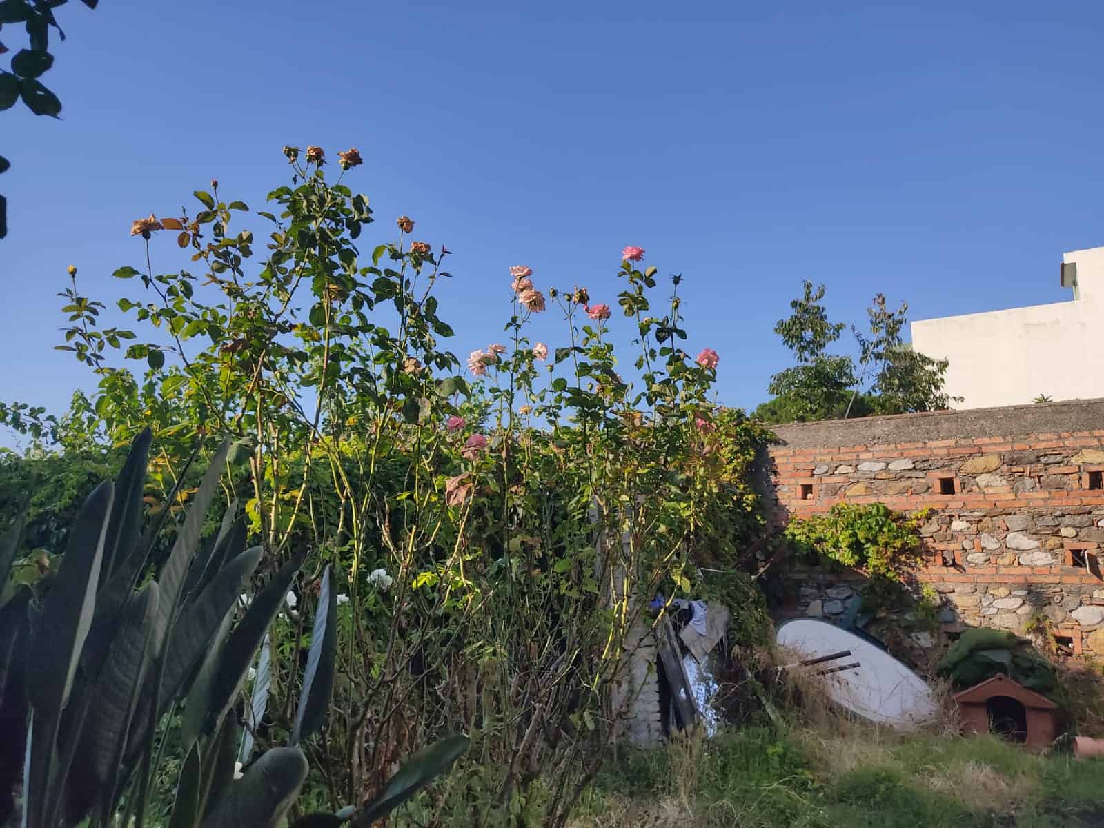 Cespite di rose e vegetazione verde in un giardino con muro di mattoni rossi e cielo blu in background, ambiente naturale e atmosfera tranquilla.