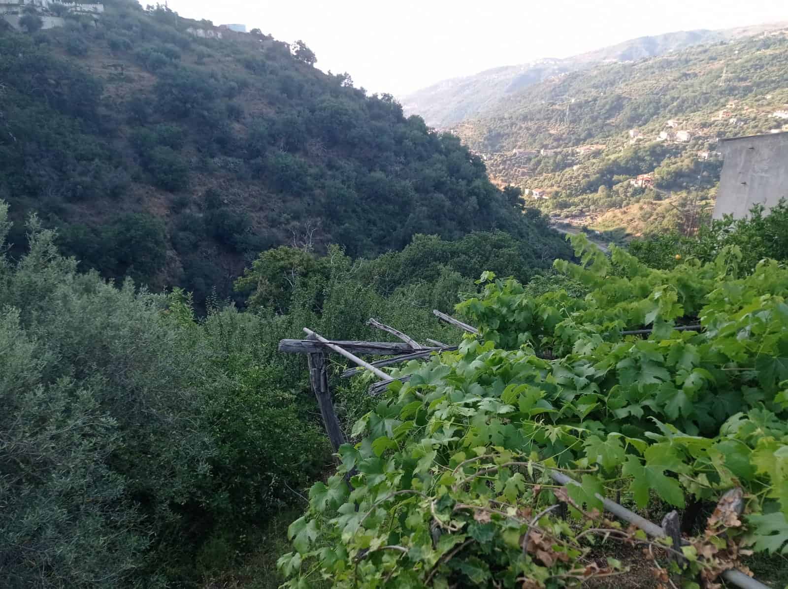Vigneti e paesaggio collinare in zona rurale, vigneto con piante di uva sul pendio, ambiente naturale e rurale in Italia, coltivazione di uva, vista sulla valle e le colline circostanti.