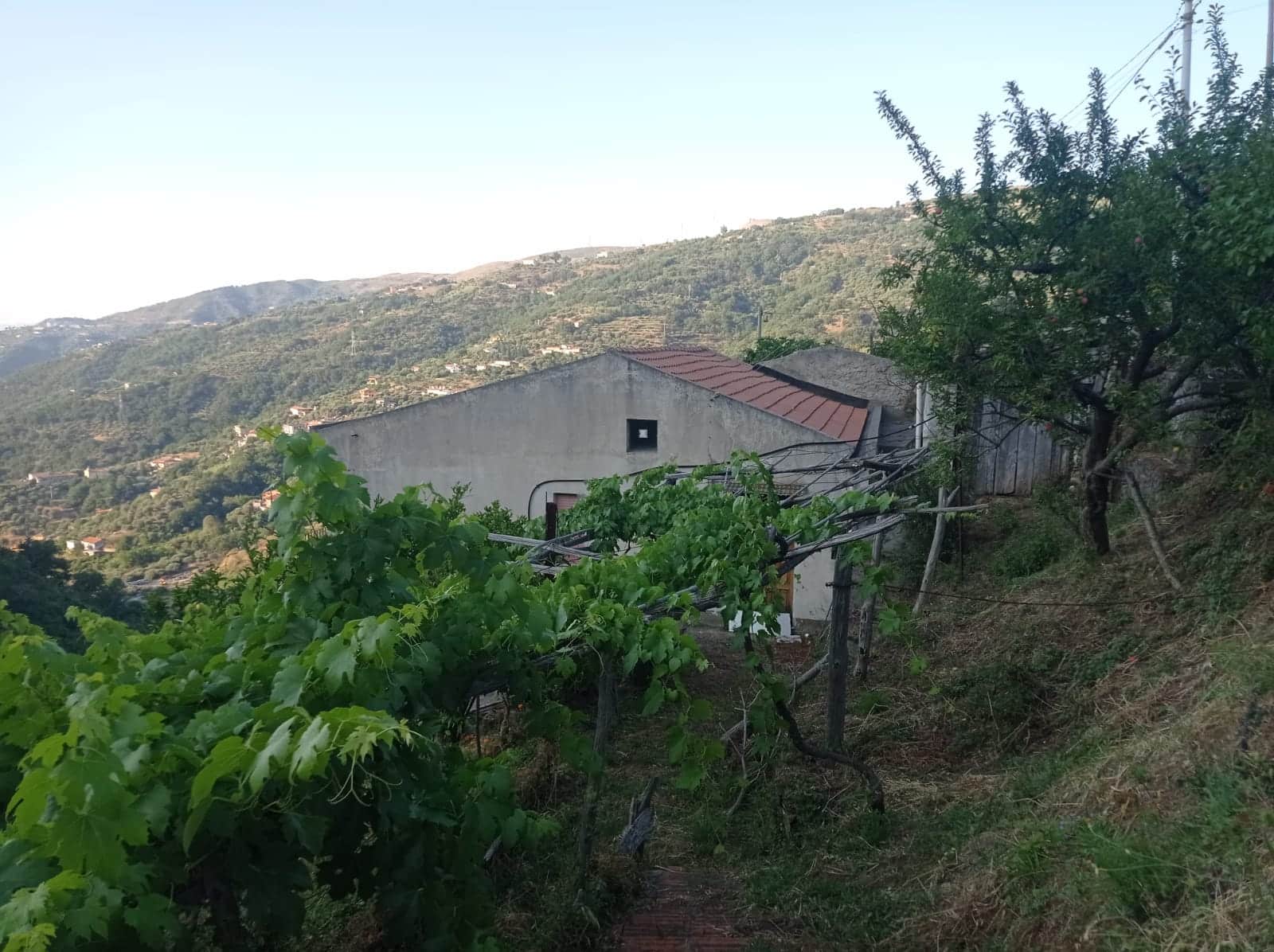 Vigneto in collina con case rurali e paesaggio montano sullo sfondo, rappresentando un'offerta di immobili rustici e terreni agricoli in vendita o in affitto.