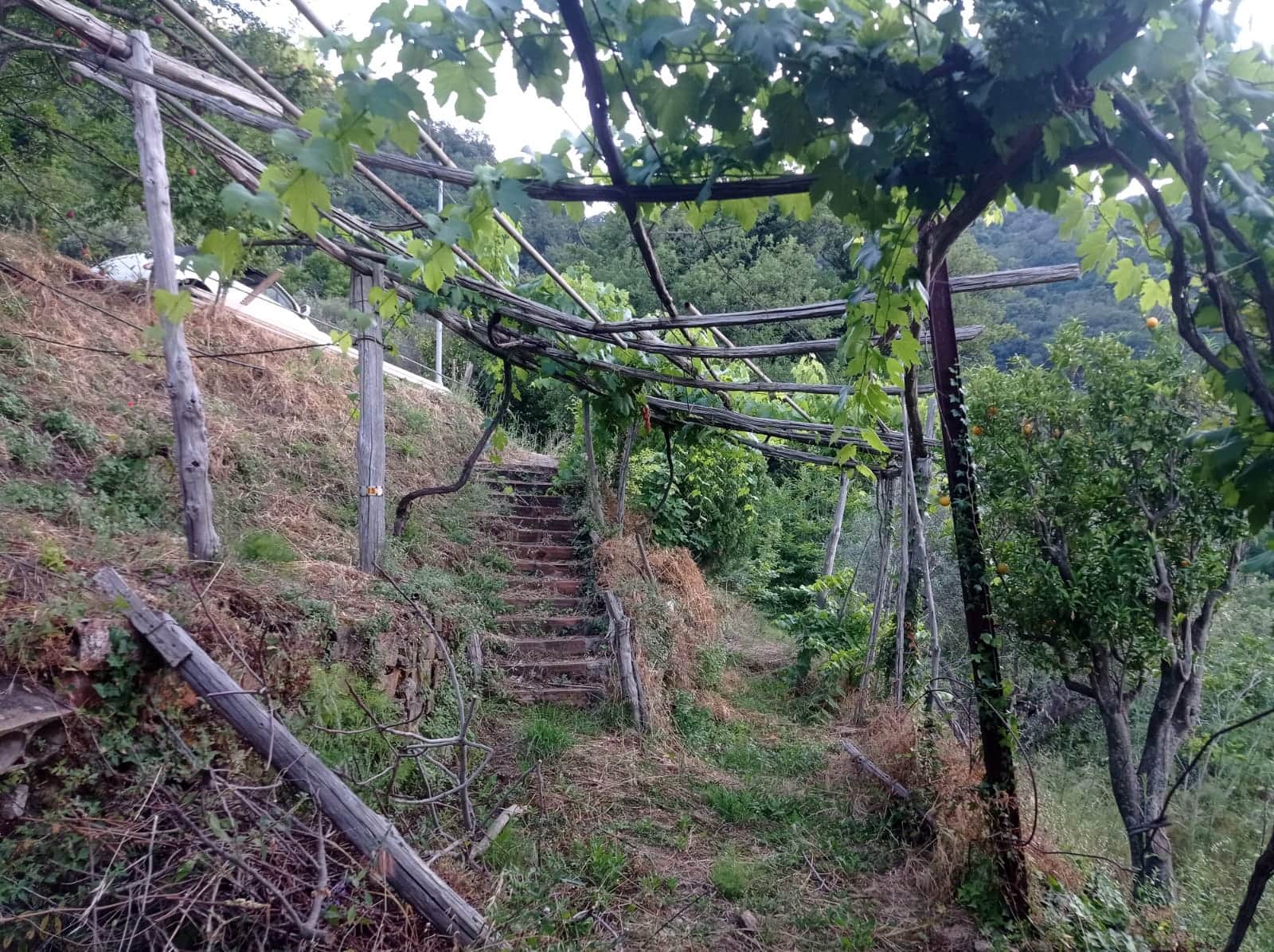 Vecchie viti e scale in legno in un vigneto su una collina immersa nel verde, ideale per poster e promozione di agriturismi o agricoltura biologica.