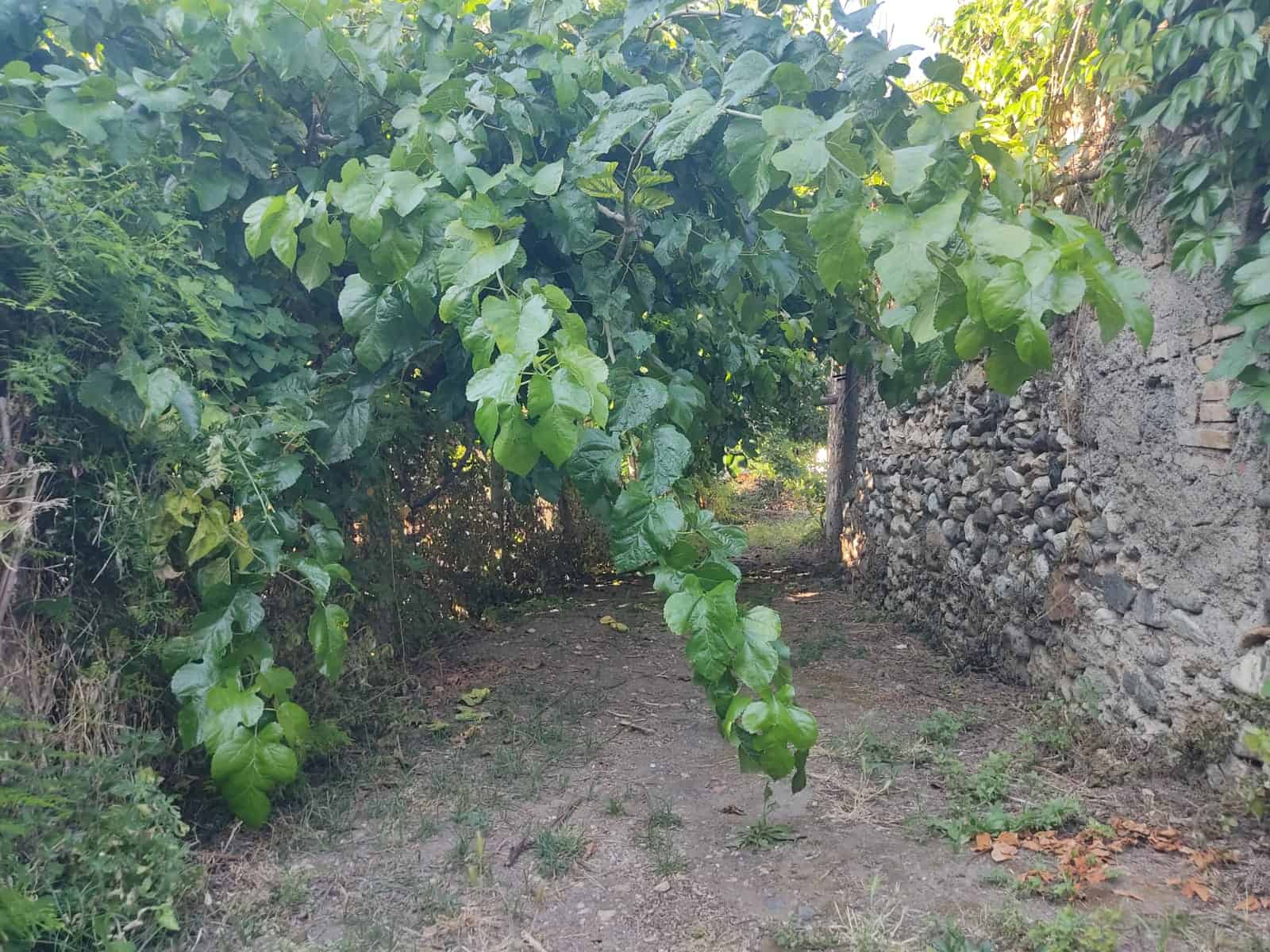 Albero di fico con rami pendenti, che crea un passaggio naturale tra un muro di pietra e il percorso nel giardino. L'ambiente è verde e tranquillo, ideale per una casa immersa nella natura.