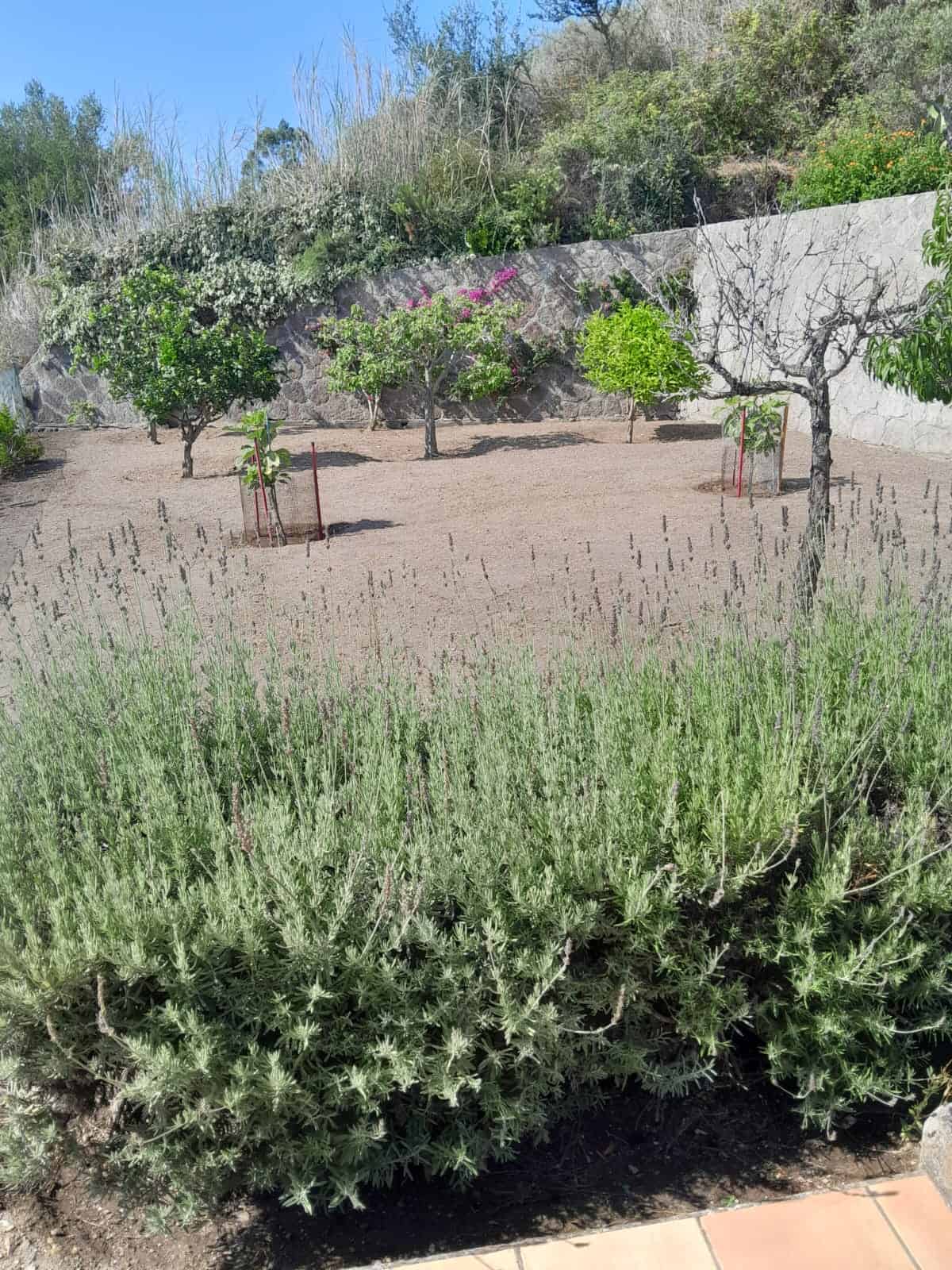 Maggio delle piante in giardino, alberi da frutto e fiori in fiore, paesaggio naturale e rurale, vista panoramica con prato e piante, ambiente esterno tranquillo e ben curato.