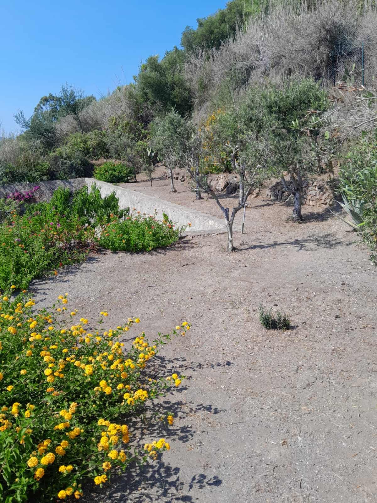 Olive tree giardino landscape siciliano natura mediterranea.