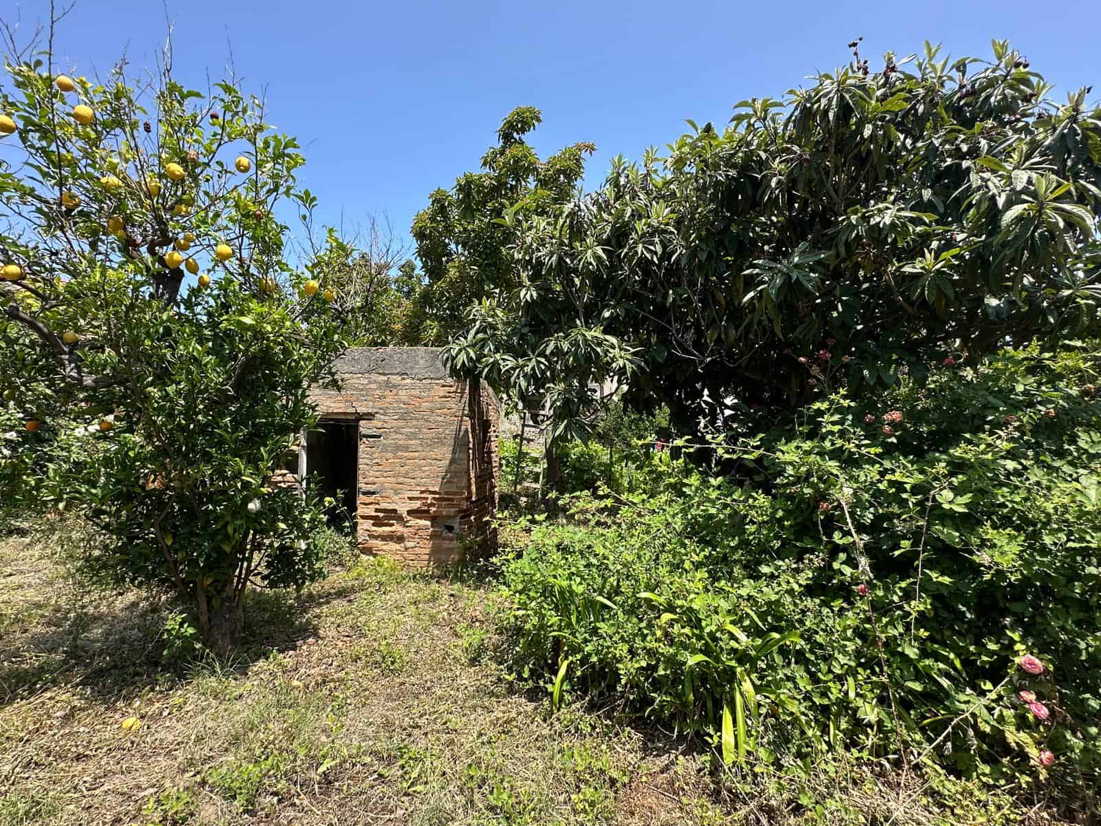 Vecchio casolare in mattoni circondato da alberi da frutto e vegetazione rigogliosa, ideale per progetti di ristrutturazione o agriturismo in campagna, immerso nella natura.