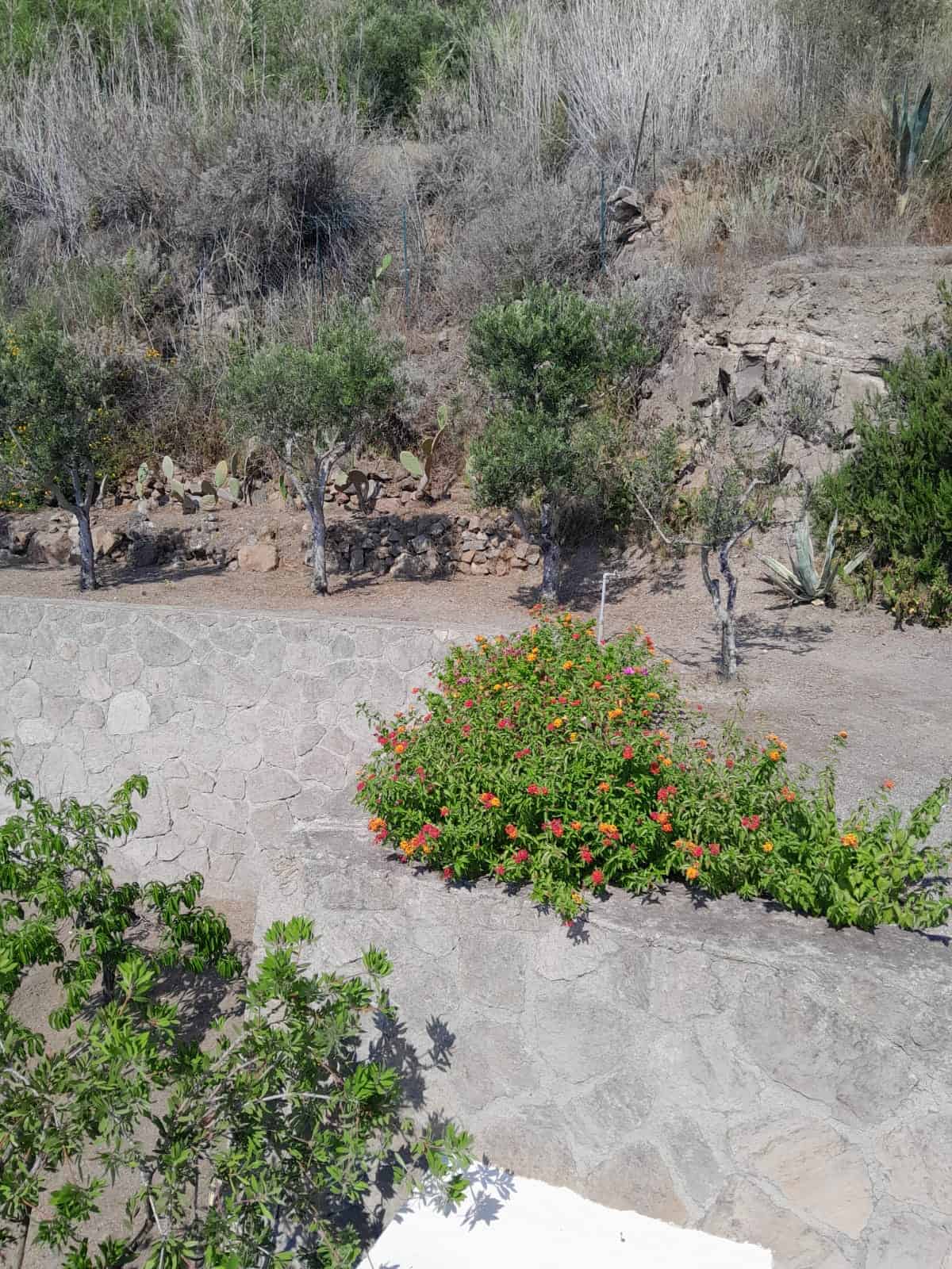 Fiore di ibisco e giardino mediterraneo con piante grasse e alberi di agrumi, scena immersa nella natura, ideale per case in stile mediterraneo e proprietà outdoor di NextCasa.