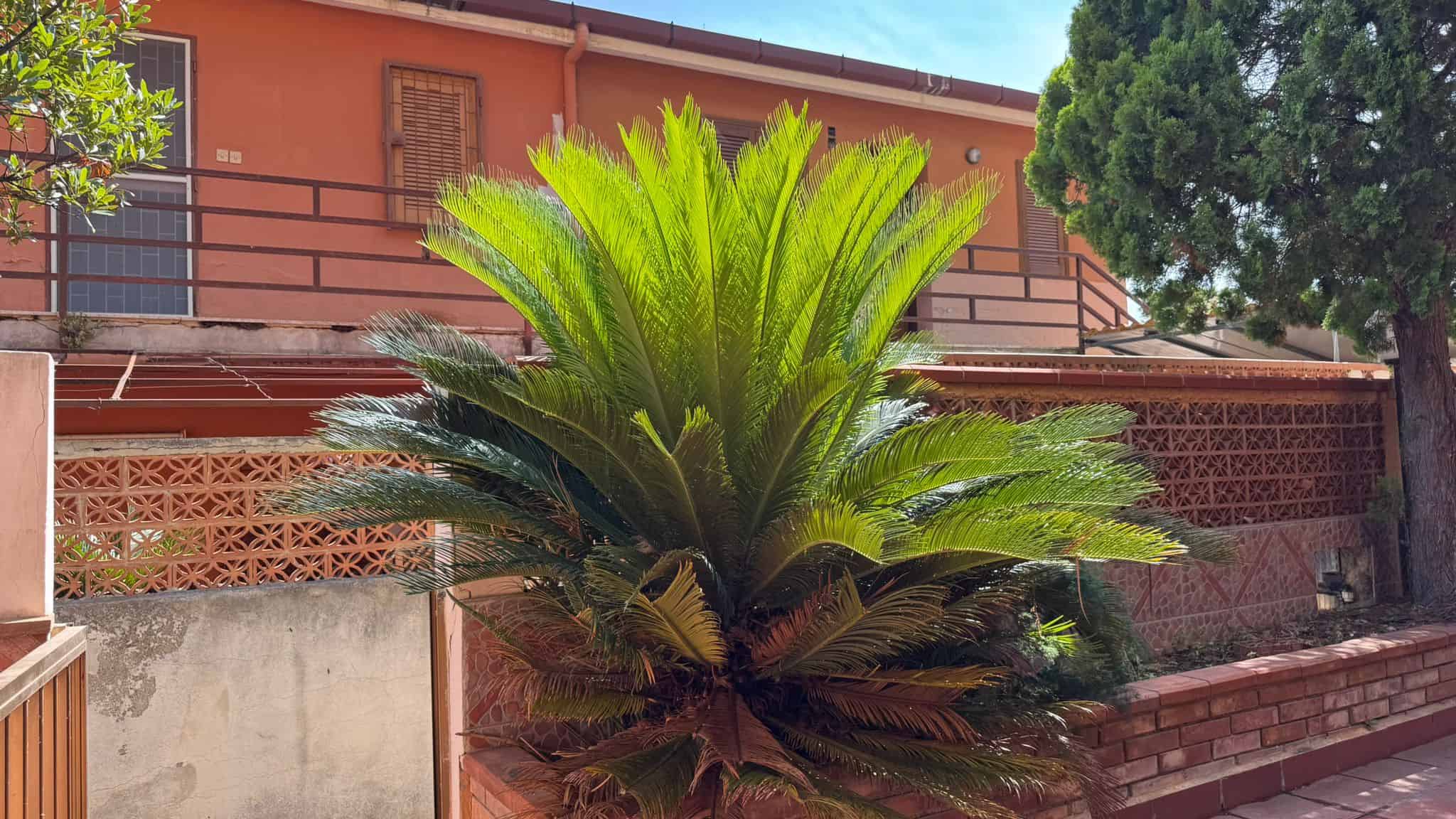 Palma di palmetto tropicale davanti a casa con giardino esterno.