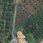 Extending into lush green wooded land, perfect for building or farming, with access via a small road, surrounded by nature, ideal for investment or private retreat, in Italy.