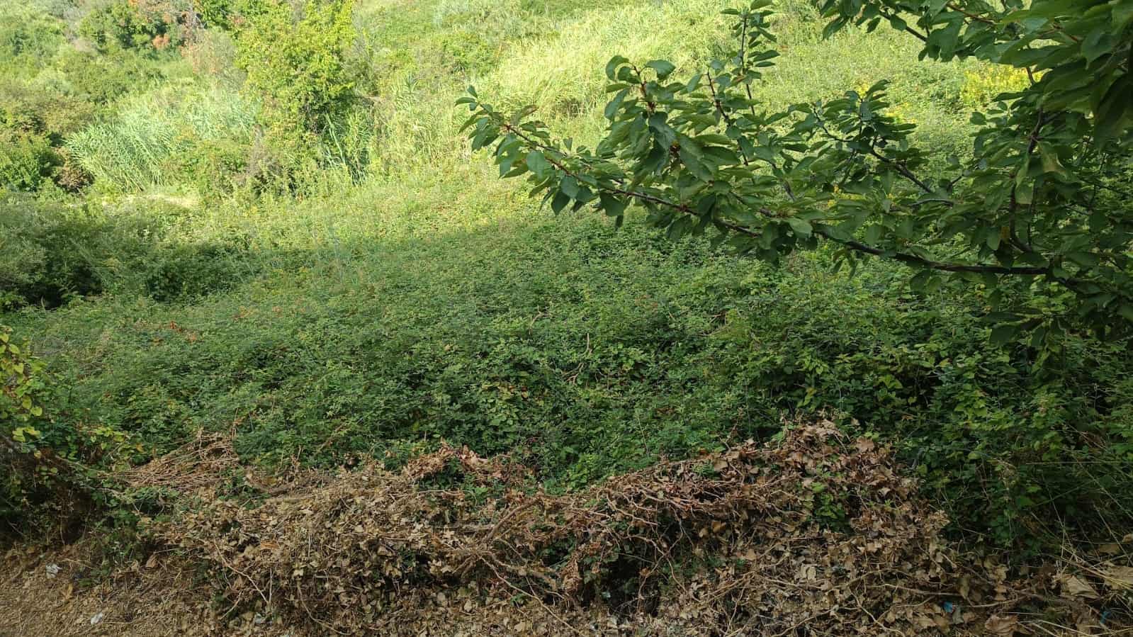 Prato verde e vegetazione naturale in un'area rurale.
