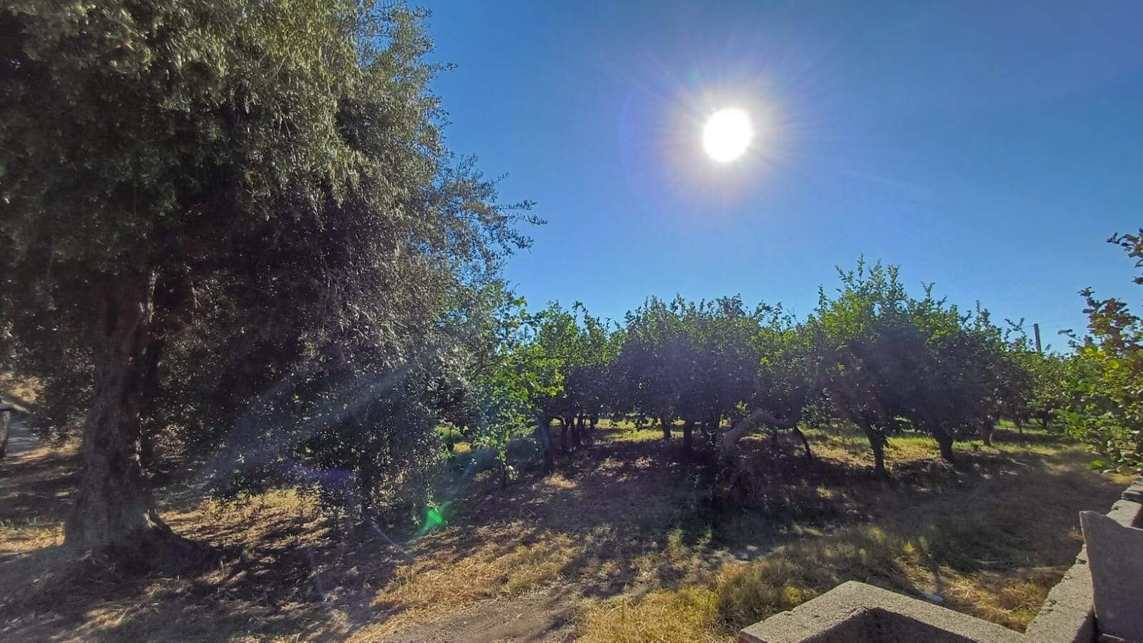 Altezza: immagini di un frutteto sotto il sole splendente, con alberi rigogliosi e cielo blu, ideale per case e proprietà immerse nella natura in Italia.