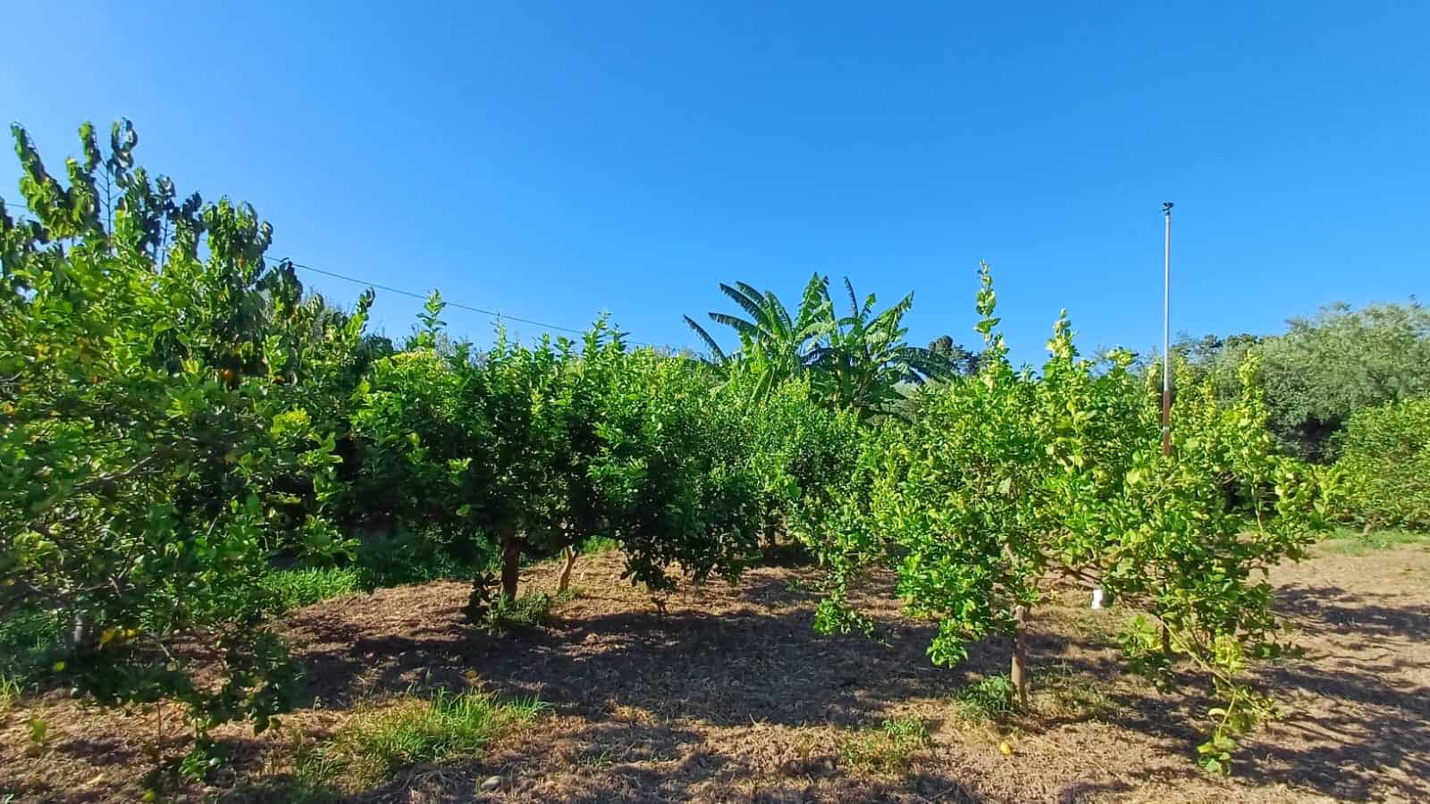 Albero da frutto in un giardino soleggiato con cielo azzurro, ambientazione rustica e tranquilla, ideale per agricoltura biologica e coltivazione di agrumi o frutta mediterranea.