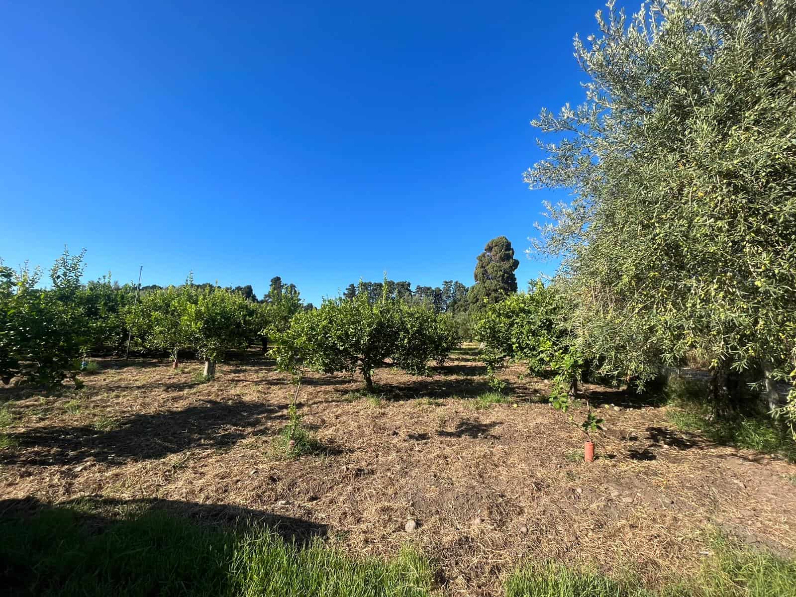 Ulivi e alberi da frutto in campagna soleggiata con cielo azzurro.