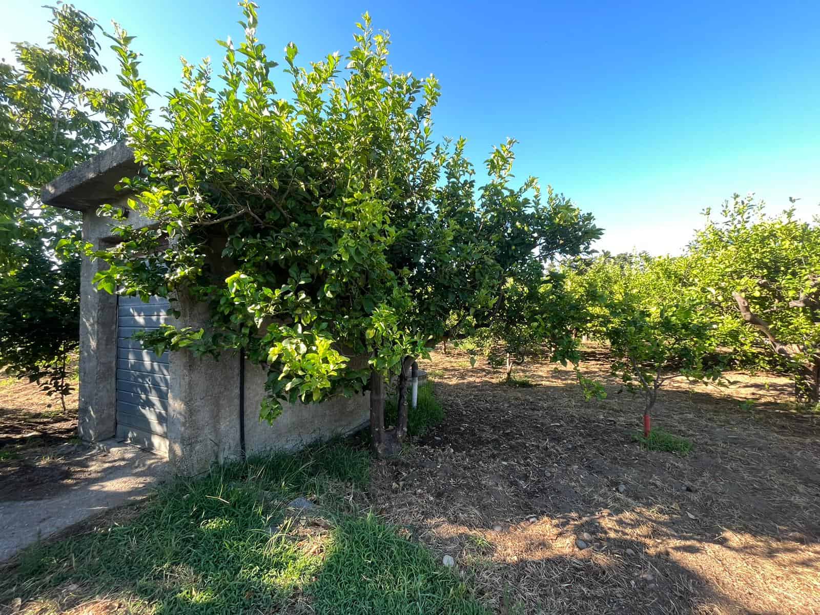 Fili alt text only: Vista di un piccolo capanno in cemento tra alberi di agrumi in un giardino soleggiato, ideale per attività all'aperto e conservare attrezzi.