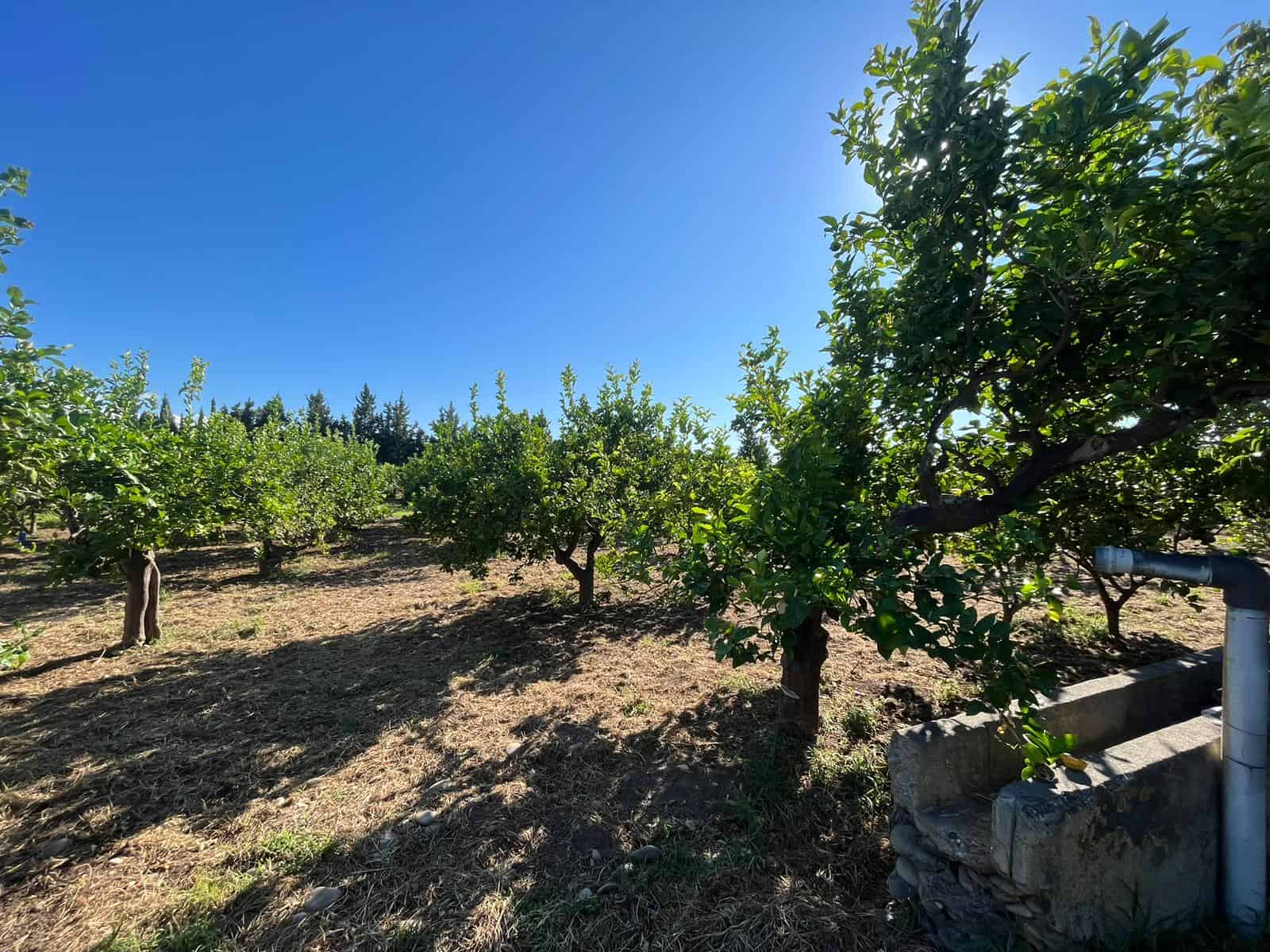 Vigneto in campagna sotto cielo azzurro, piante di vite ben curate in una zona rurale soleggiata.