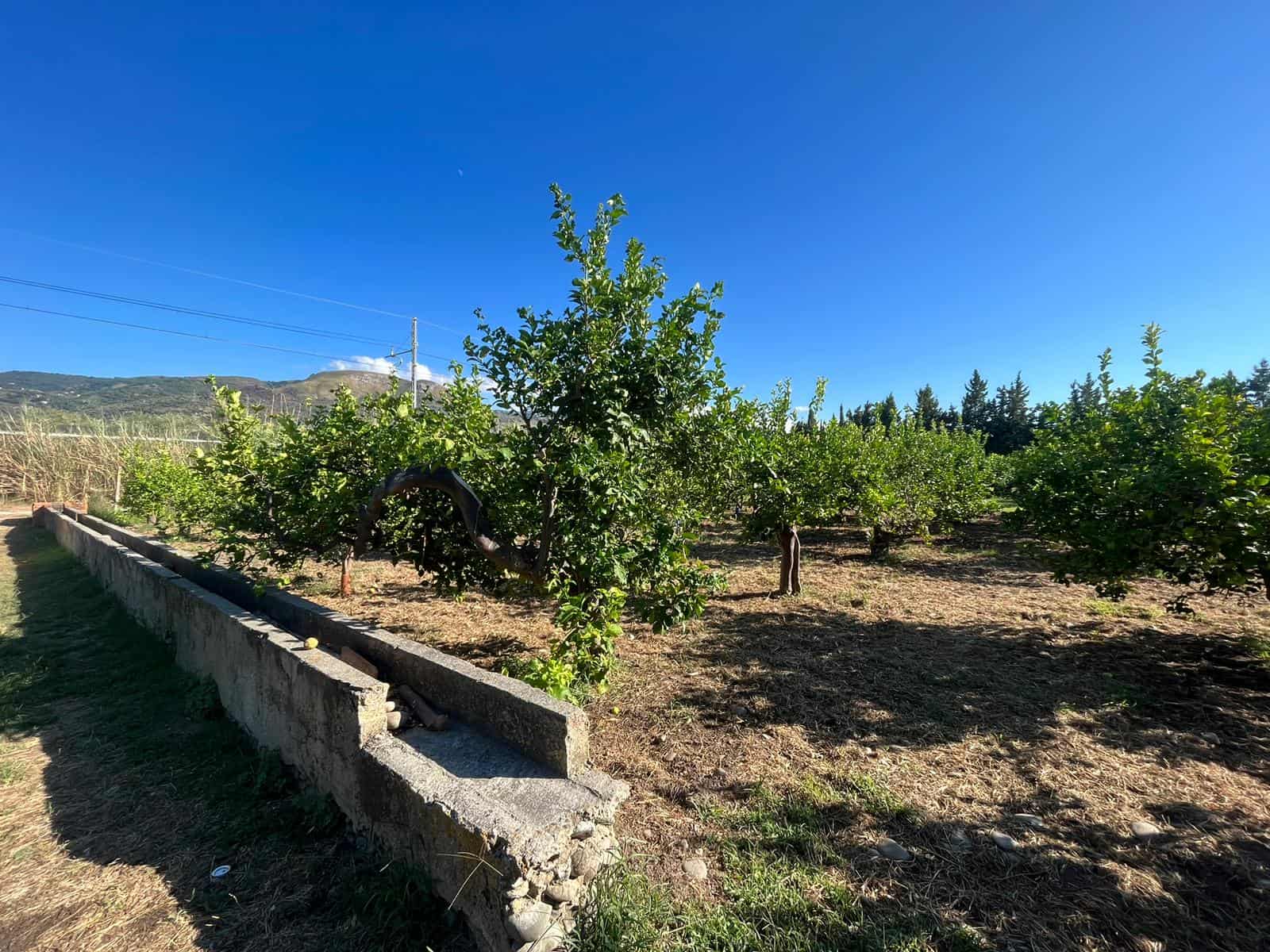 Ulivi e frutteti in campagna, paesaggio rurale con alberi verdi, cielo sereno e natura incontaminata, ideale per agriturismo e investimenti immobiliari.
