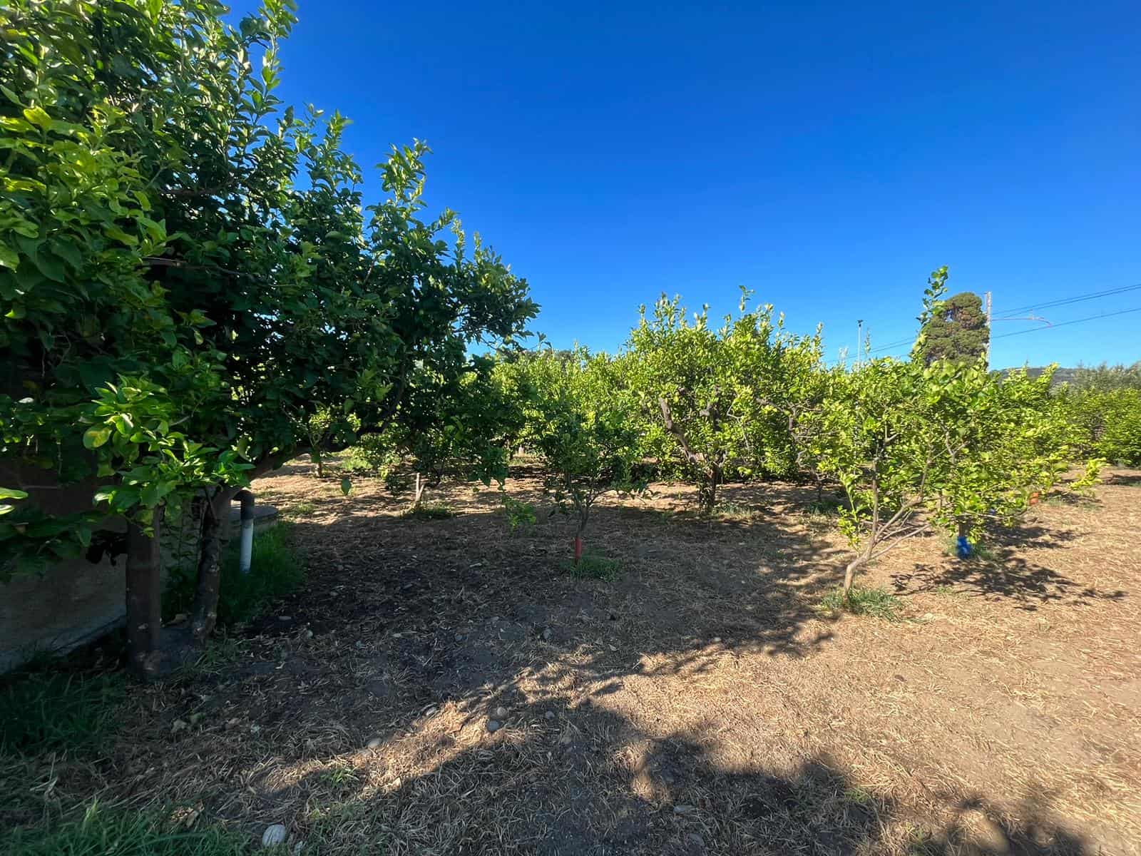 Arbore da frutto in giardino, paesaggio outdoor con alberi di agrumi e cielo azzurro.