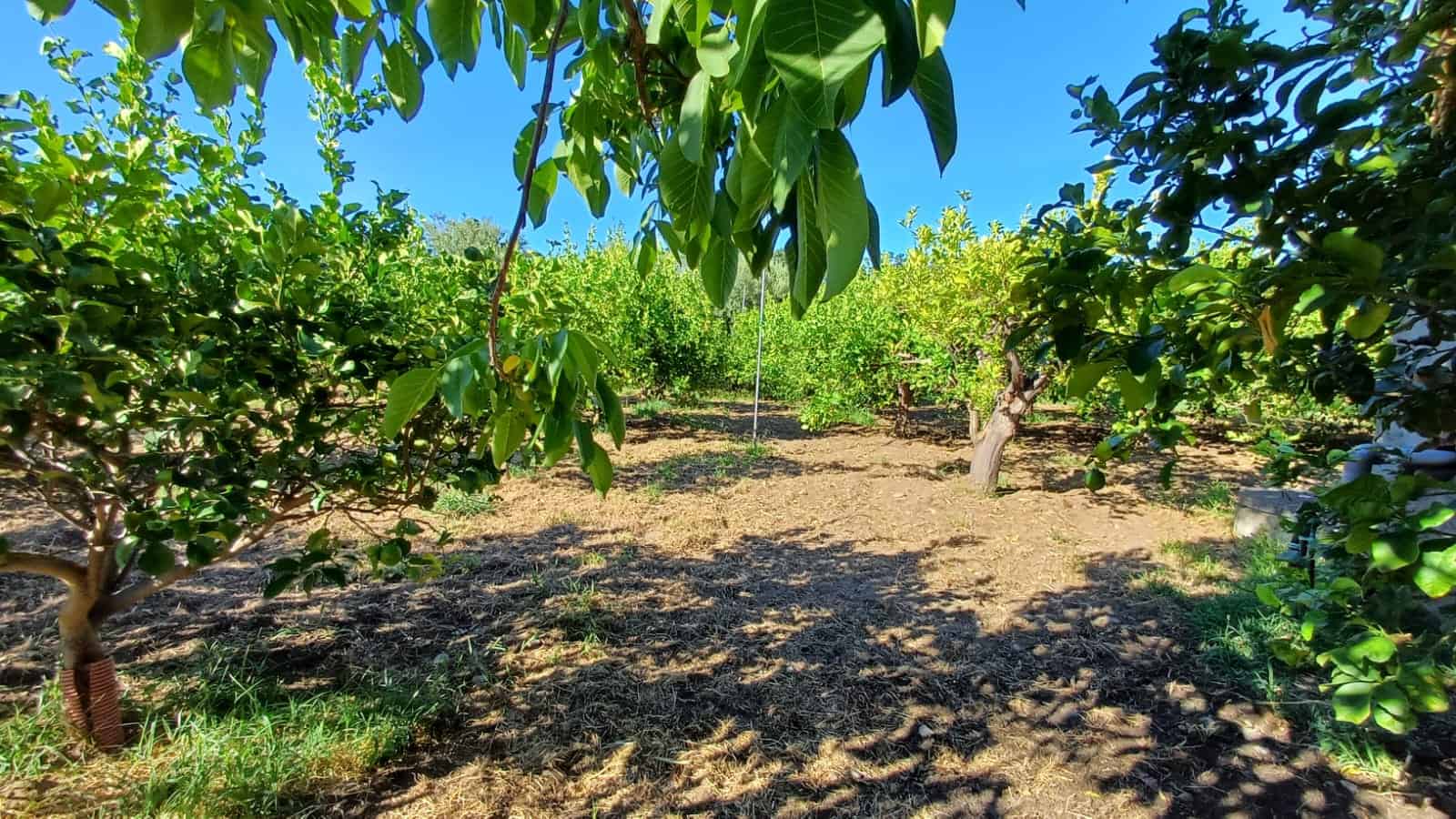 Pianta di arance nel giardino, frutta fresca e raccolto maturo, paesaggio agricolo e orto biologico vicino a NextCasa, ideale per investimento immobiliare e nuove costruzioni immobiliari.