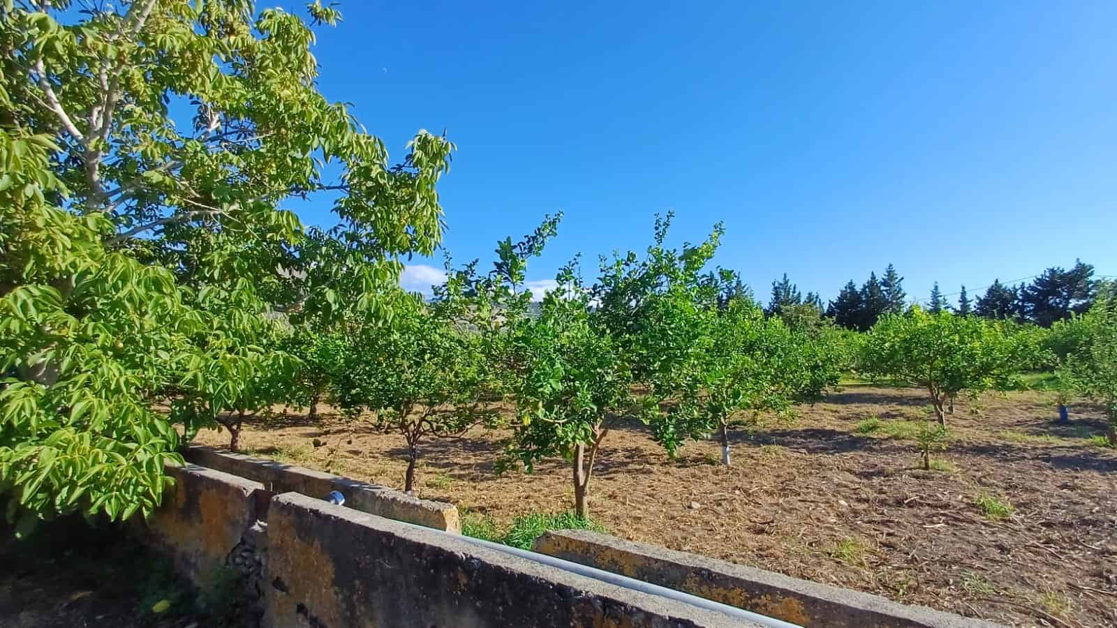 Altezza alberi da frutto in giardino sotto cielo blu con alberi di conifere sullo sfondo, immagine panoramica di un paesaggio agricolo e naturale, ideale per contenuti su agricoltura biologica e vita sostenibile.