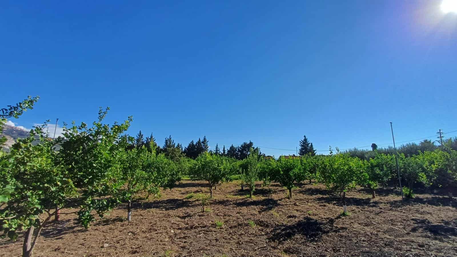 Vigneti di uva nelle colline italiane sotto un cielo azzurro e soleggiato, perfetti per investimenti immobiliari e enoturismo con NextCasa.