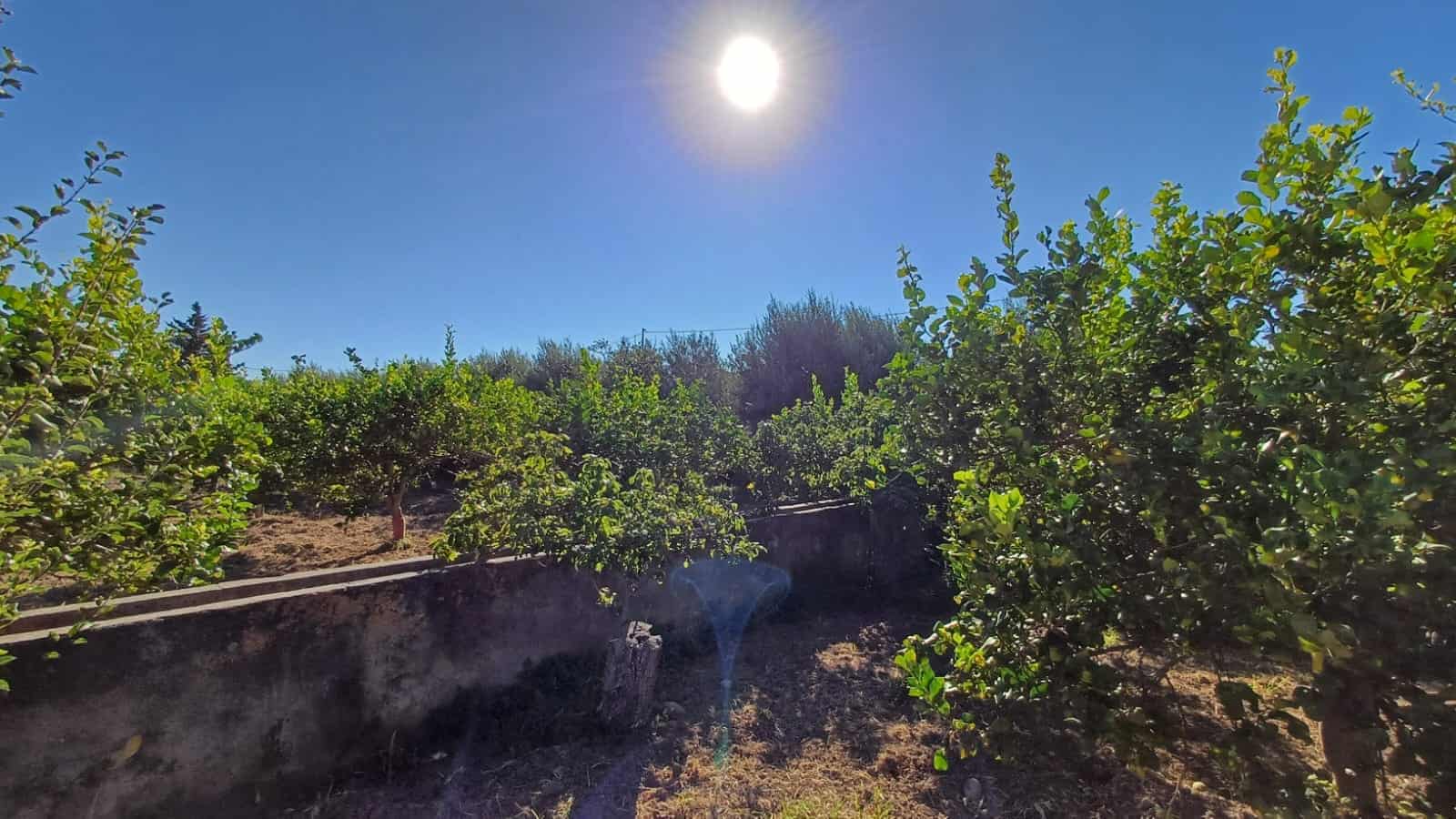 Pineta in giardino con alberi di agrumi e sole alto nel cielo blu, ambiente naturale e tranquillo, ideale per case vacanza o residenziali in Calabria.