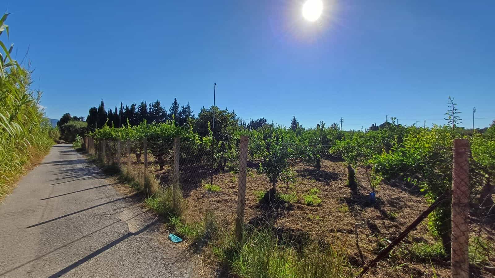 Vigneto nelle campagne sotto il sole con cielo azzurro, ideale per investimenti immobiliari e terreni agricoli, foto di alta qualità per annunci di case e terreni in vendita.
