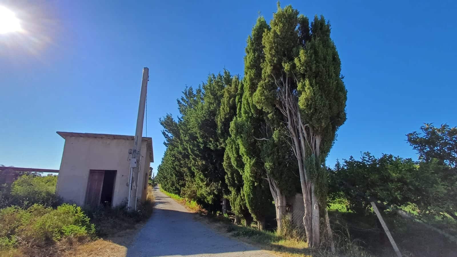 Albero di pino alto lungo strada rurale in campagna Toscana, cielo azzurro soleggiato, paesaggio naturale, immobili rustici, casa di campagna, ambiente tranquillo, natura e relax, immobili per investimento immobiliare.