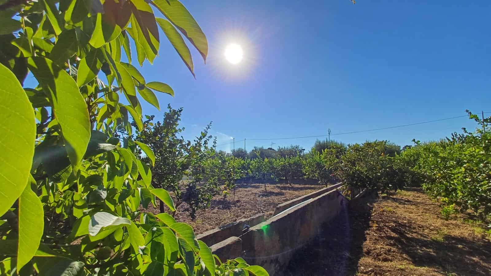 Altezza degli alberi da frutto in un giardino soleggiato con cielo blu e sole brillante, ambiente naturale e tranquillo, ideale per agricoltura biologica e vita all'aperto, risorsa per il settore immobiliare e agricolo.