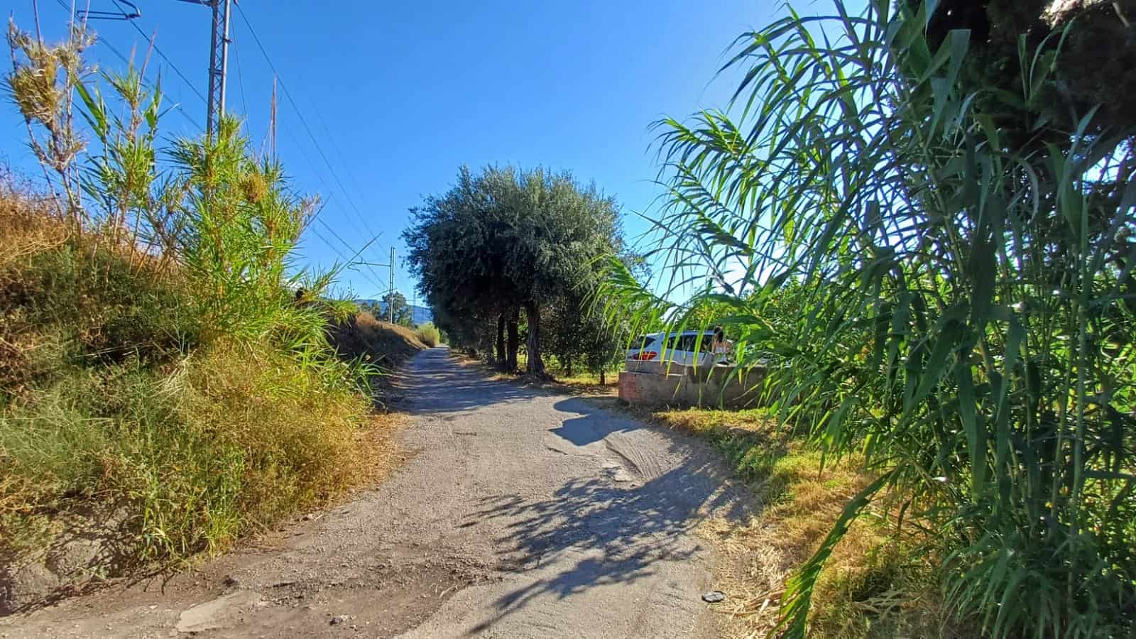 Camino sterrato tra vegetazione rigogliosa e alberi, ideale per passeggiate in campagna o escursioni, immersi in natura e relax.