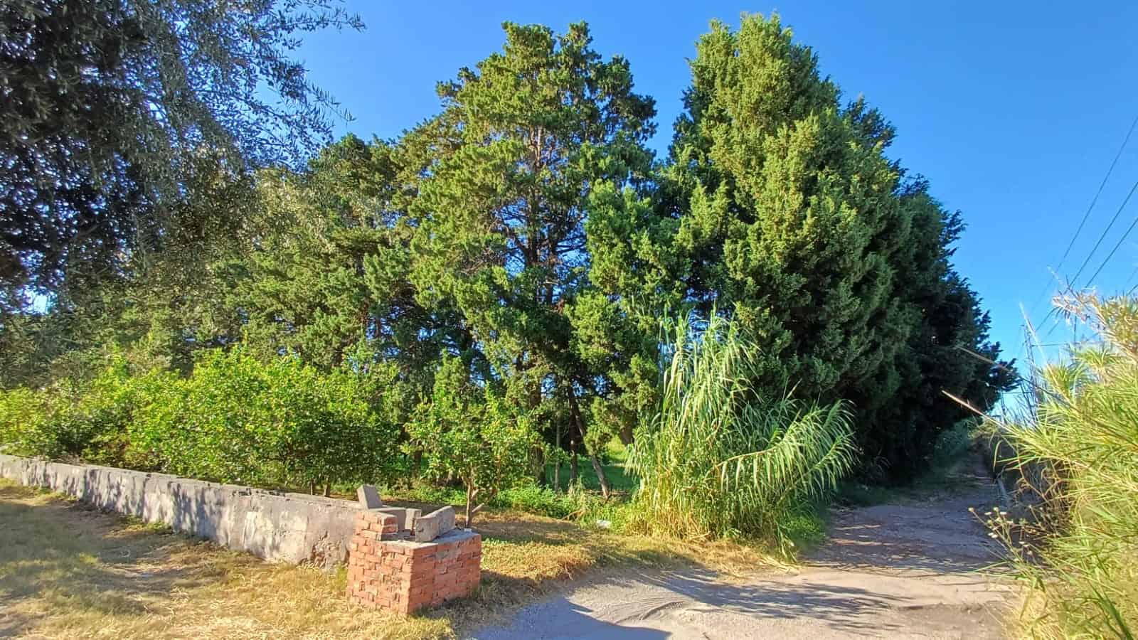 Altre testo alt: Alberi rigogliosi e natura incontaminata in zona verde, ideale per case e investimenti immobiliari NextCasa in Italia.