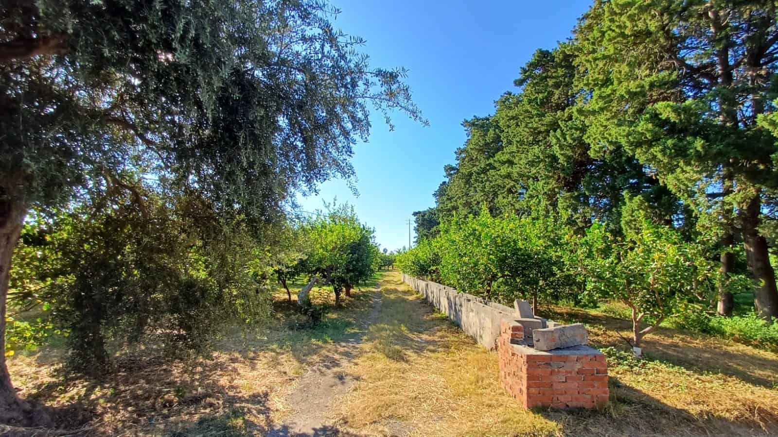 Verde giardino con alberi da frutto e panchine in pietra sotto un cielo azzurro, ambiente naturale e tranquillo per relax e passeggiate.