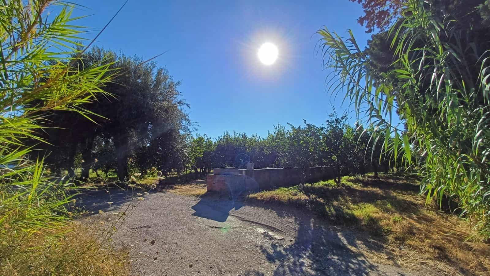 Campagna tranquilla con alberi fruttati sotto un cielo sereno e un sole intenso.