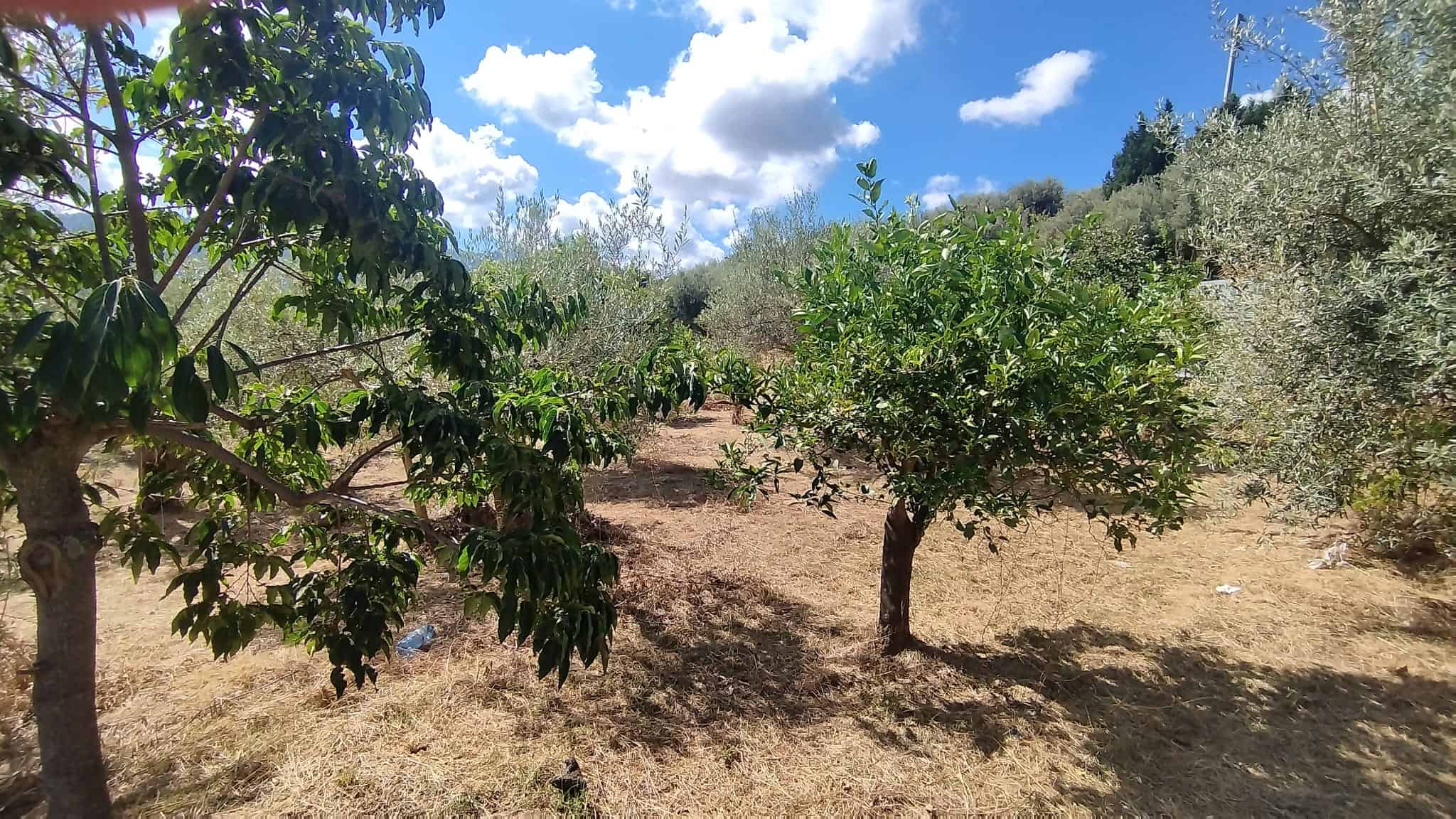 Albero da frutto in campagna, vista sulle piante di agrumi sotto un cielo blu con nuvole bianche, ambiente rurale e naturale ricco di verde e tranquillità.