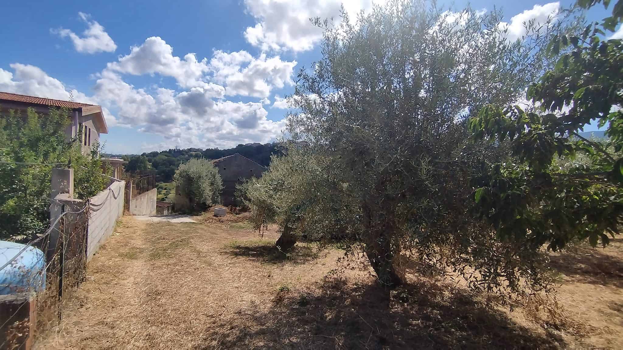 Ulivo in giardino con cielo nuvoloso e case di campagna sullo sfondo, immagine di un paesaggio rurale italiano.
