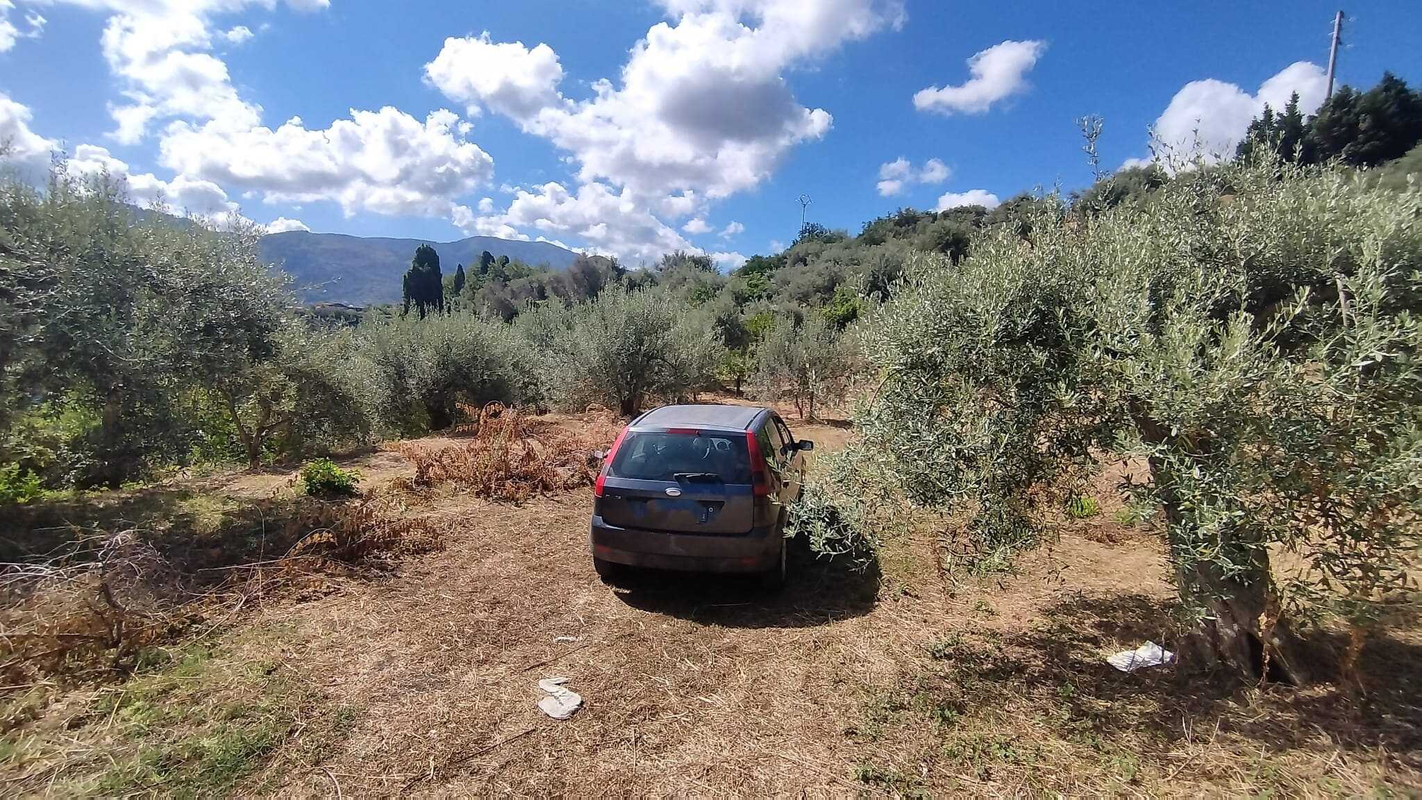 Automobile nel frutteto di ulivi sotto un cielo con nuvole soffici.