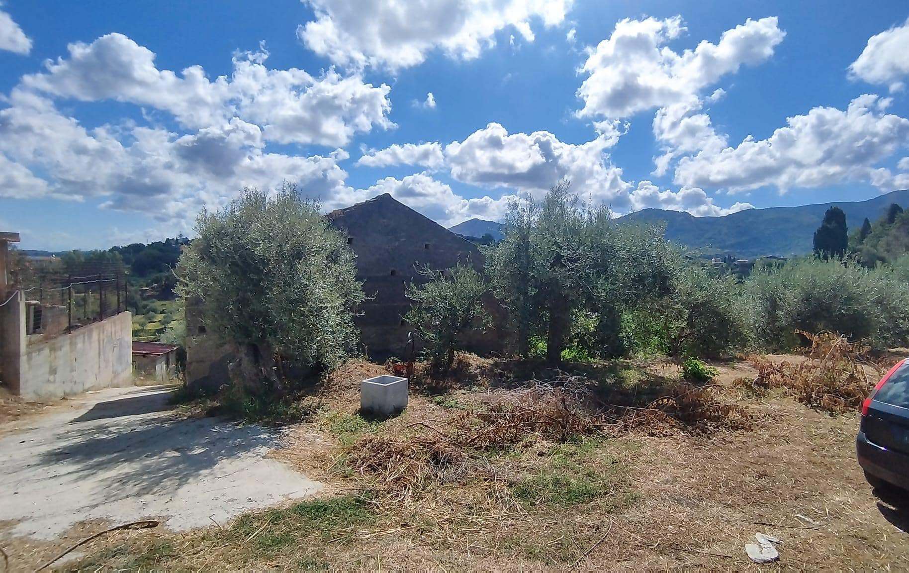 Olivo in campagna con montagne sullo sfondo e cielo nuvoloso, scena rurale e naturale con paesaggio mediterraneo, ideale per immobili e terreni, panoramica outdoor.