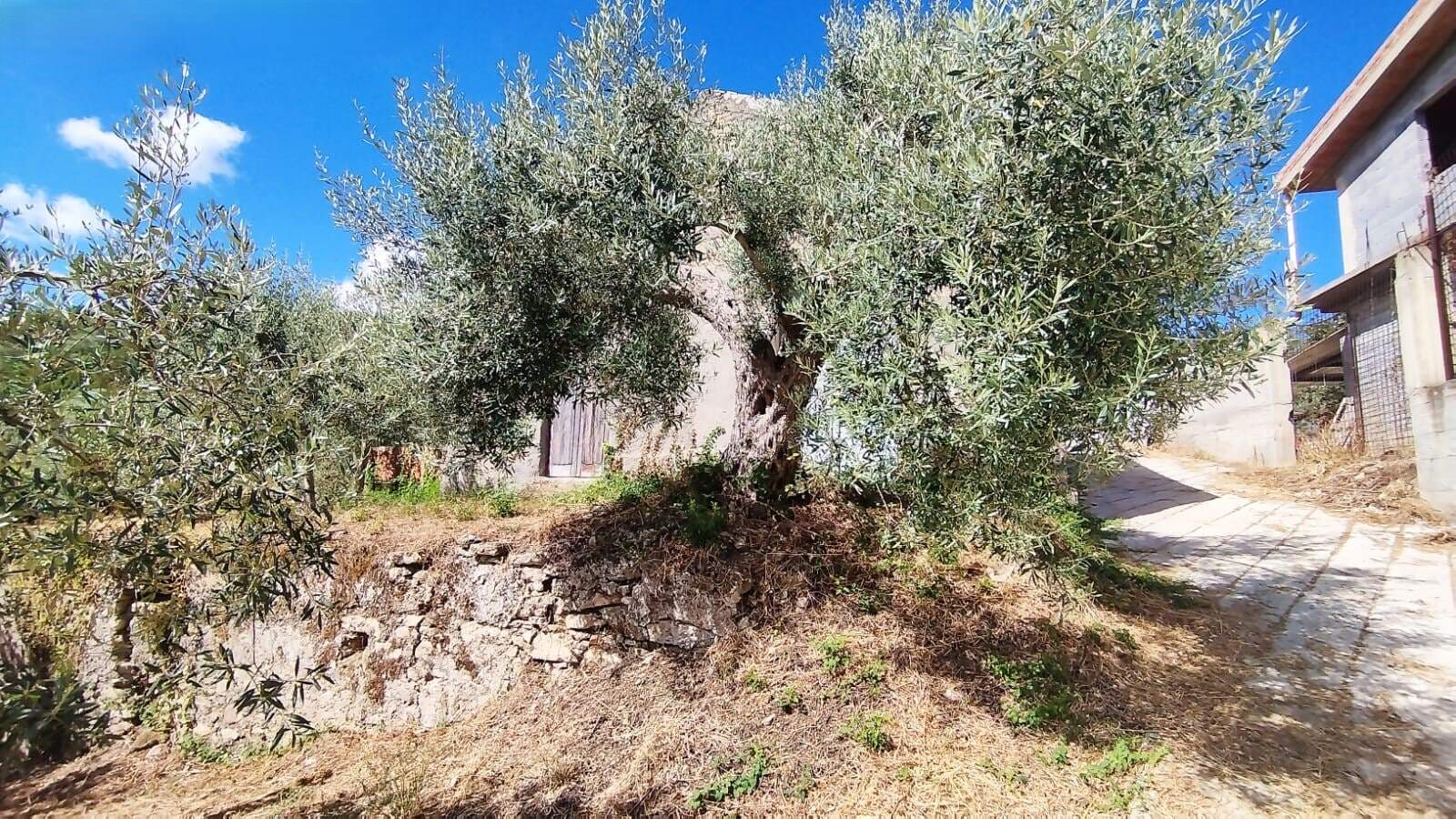 Albero di ulivo secolare in un cortile rustico, con strada in pietra e case in pietra nei dintorni, immerso in un ambiente rurale e tranquillo, ideale per investimenti immobiliari e valorizzazione del territorio.