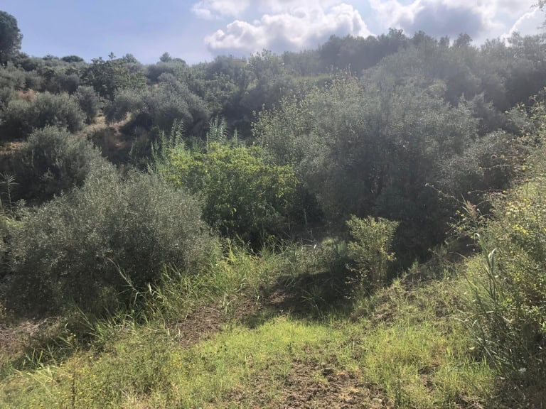Terreno edificabile in vendita in via Strada Comunale Pozzello Briacara snc, Spadafora