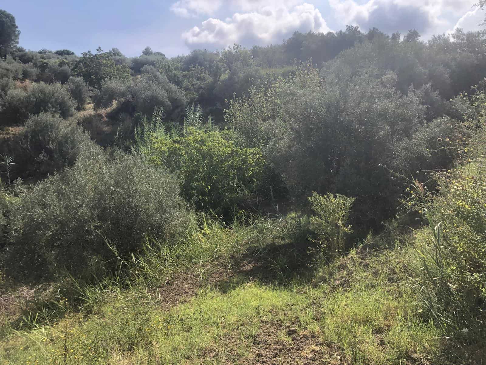 Prato di terreno verde con arbusti e vegetazione naturale, immerso in un paesaggio collinare soleggiato, ideale per progetti immobiliari e investimento nel settore immobiliare.
