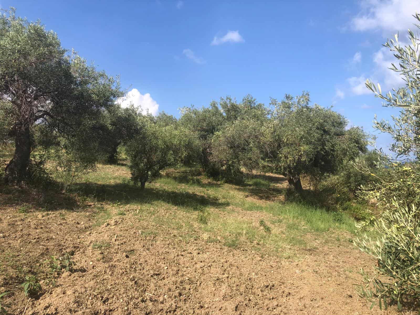Olive grove di campagna soleggiata con alberi secolari e cielo azzurro, ideale per agriturismo e investimenti immobiliari in Toscana.